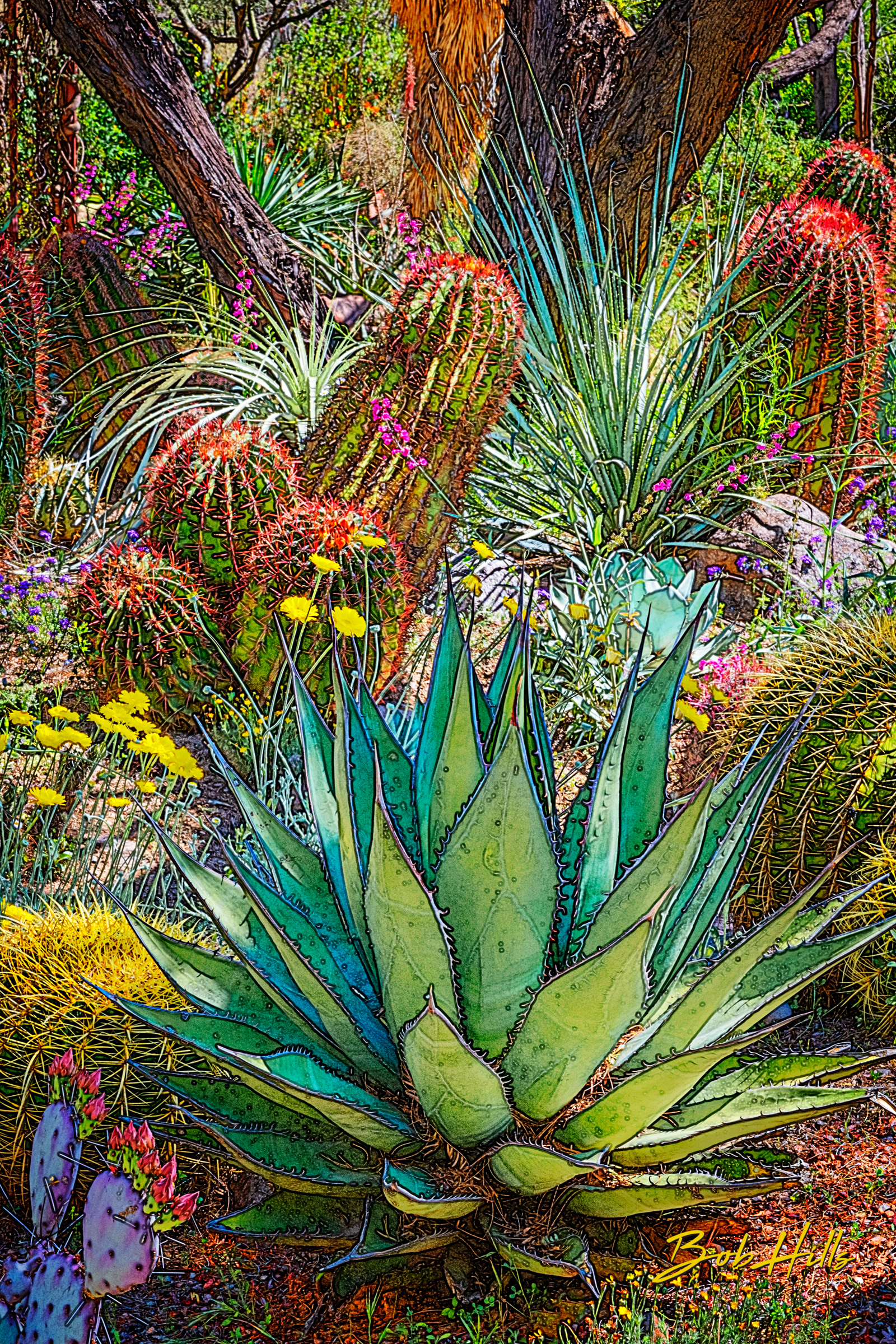 Sonoran Garden - 22
