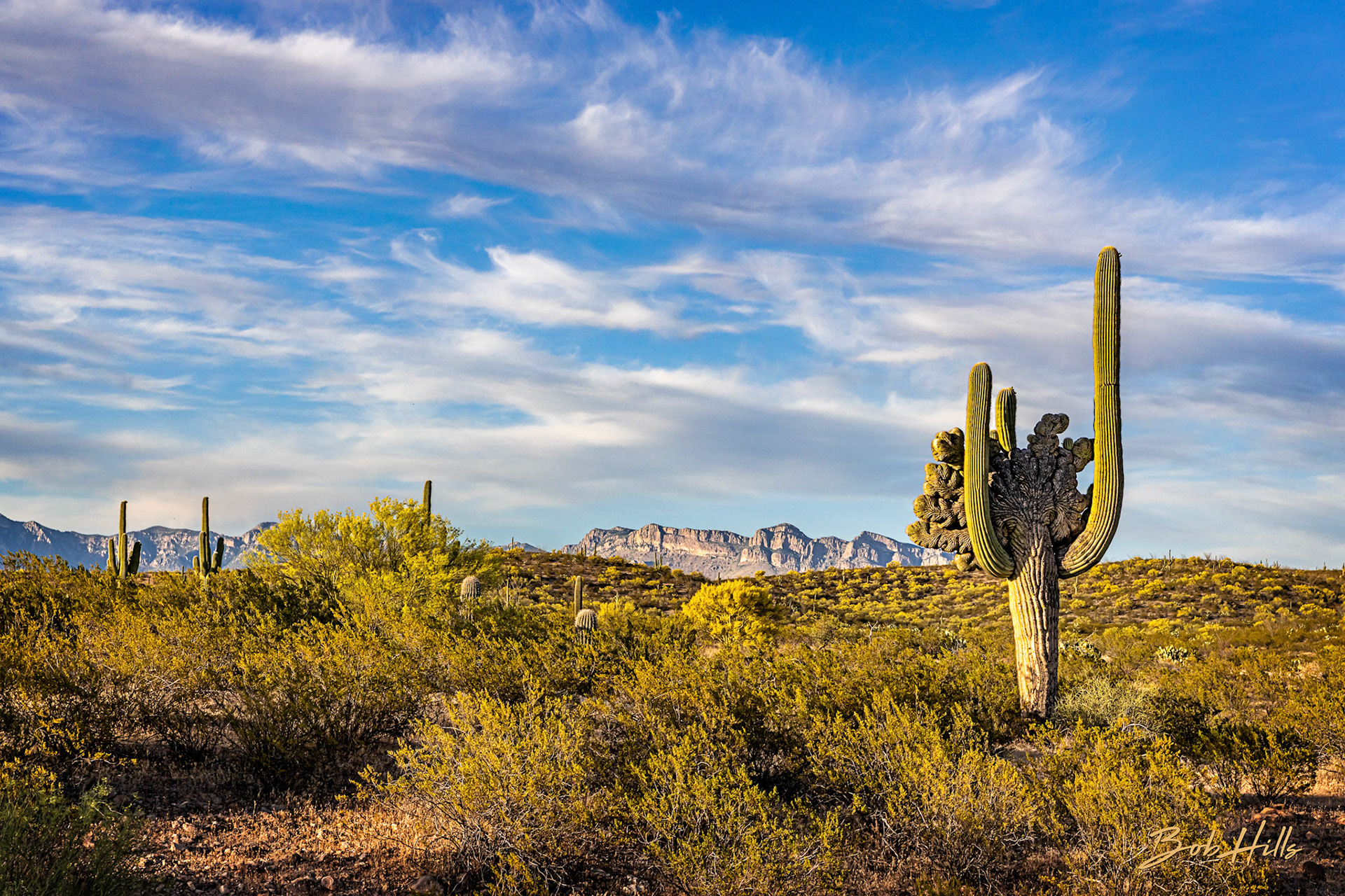 Soza Crested Saguaro No 4