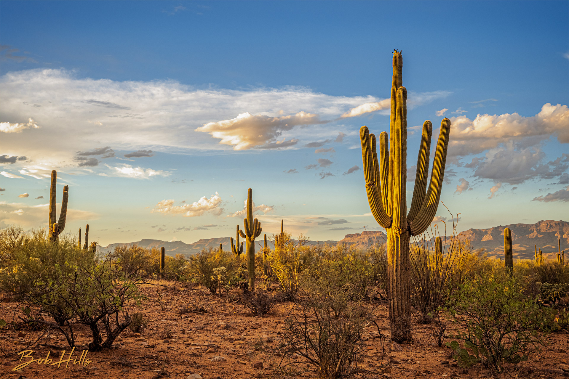 Desert Late Afternoon