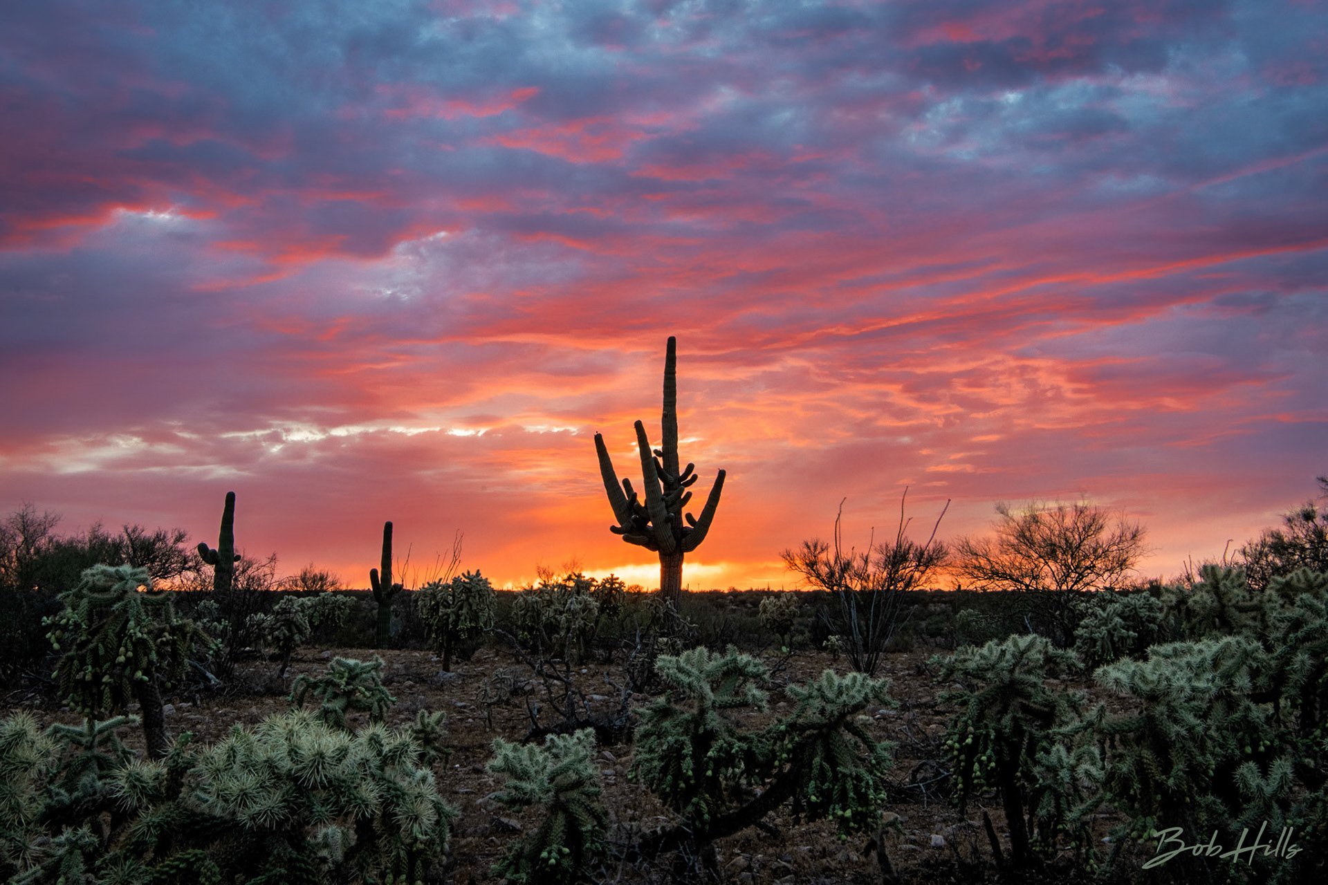 Lonesome Saguaro Sunset