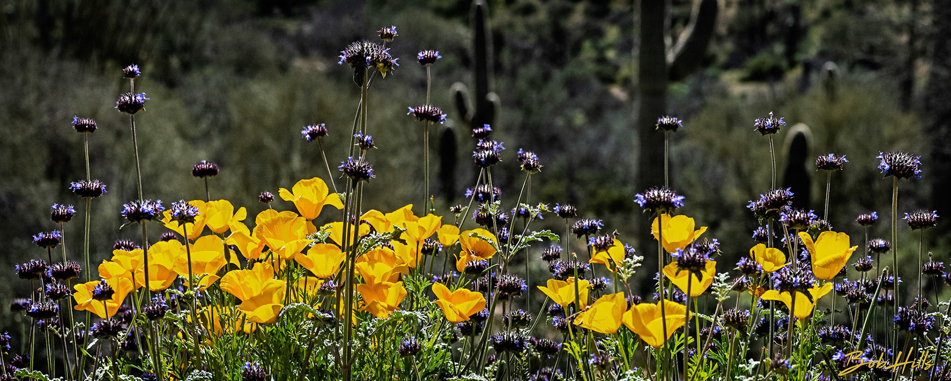 Poppies and Sage No 2