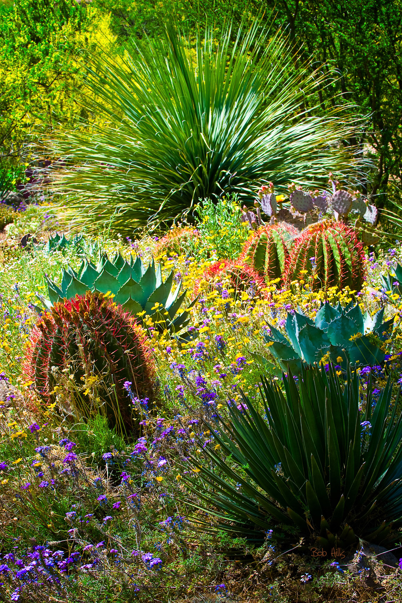 Cactus & Color