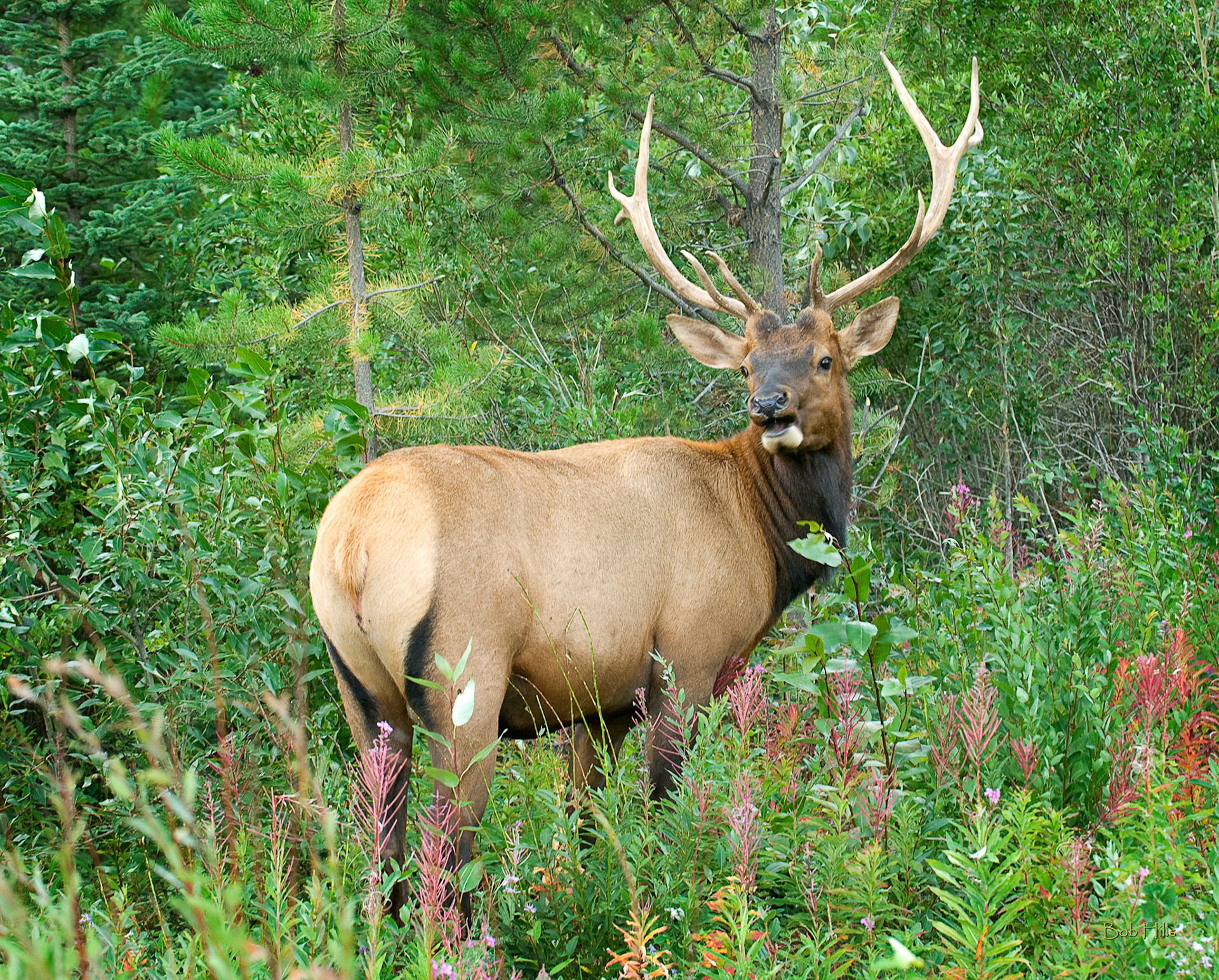 Elk 1