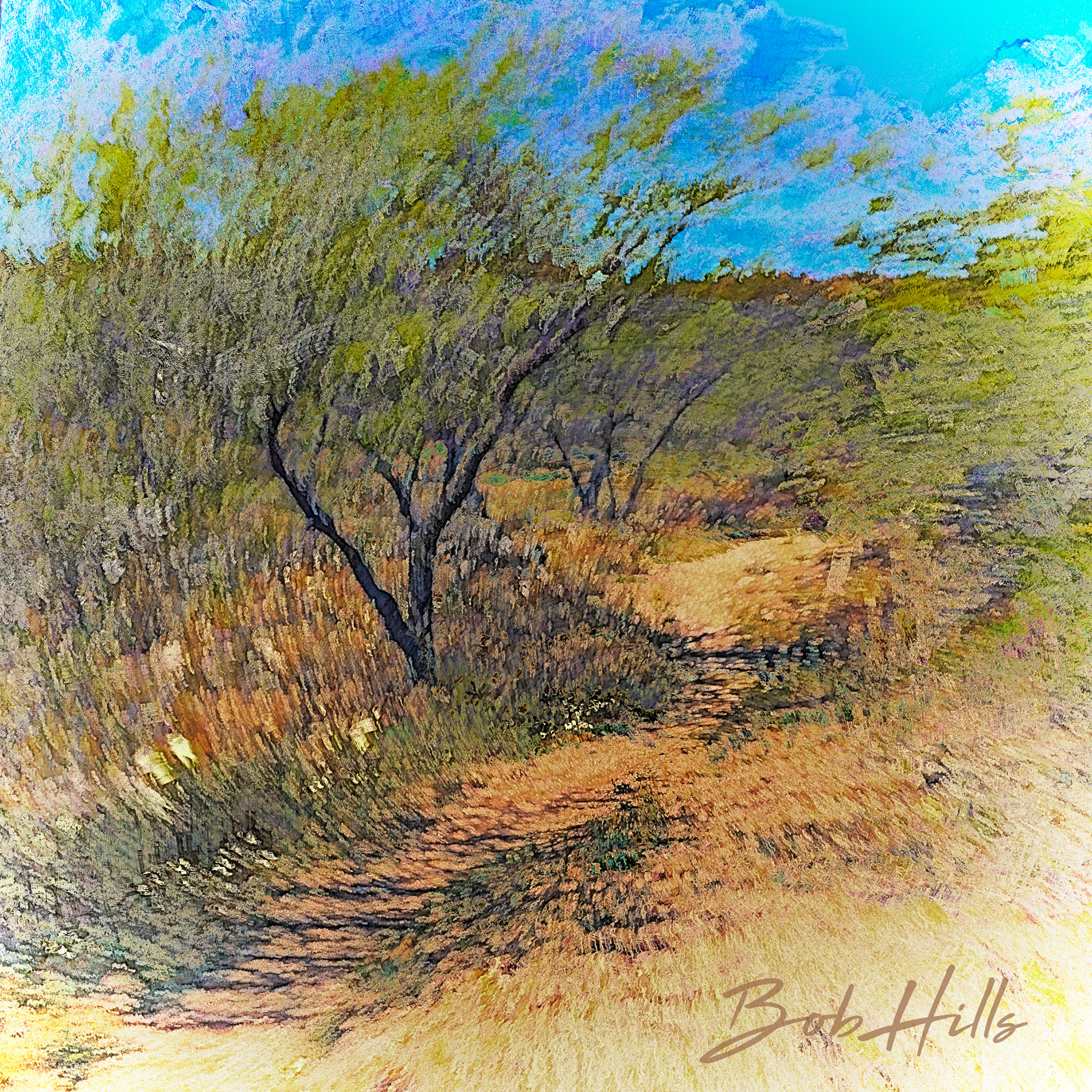 Sonoran Desert Path