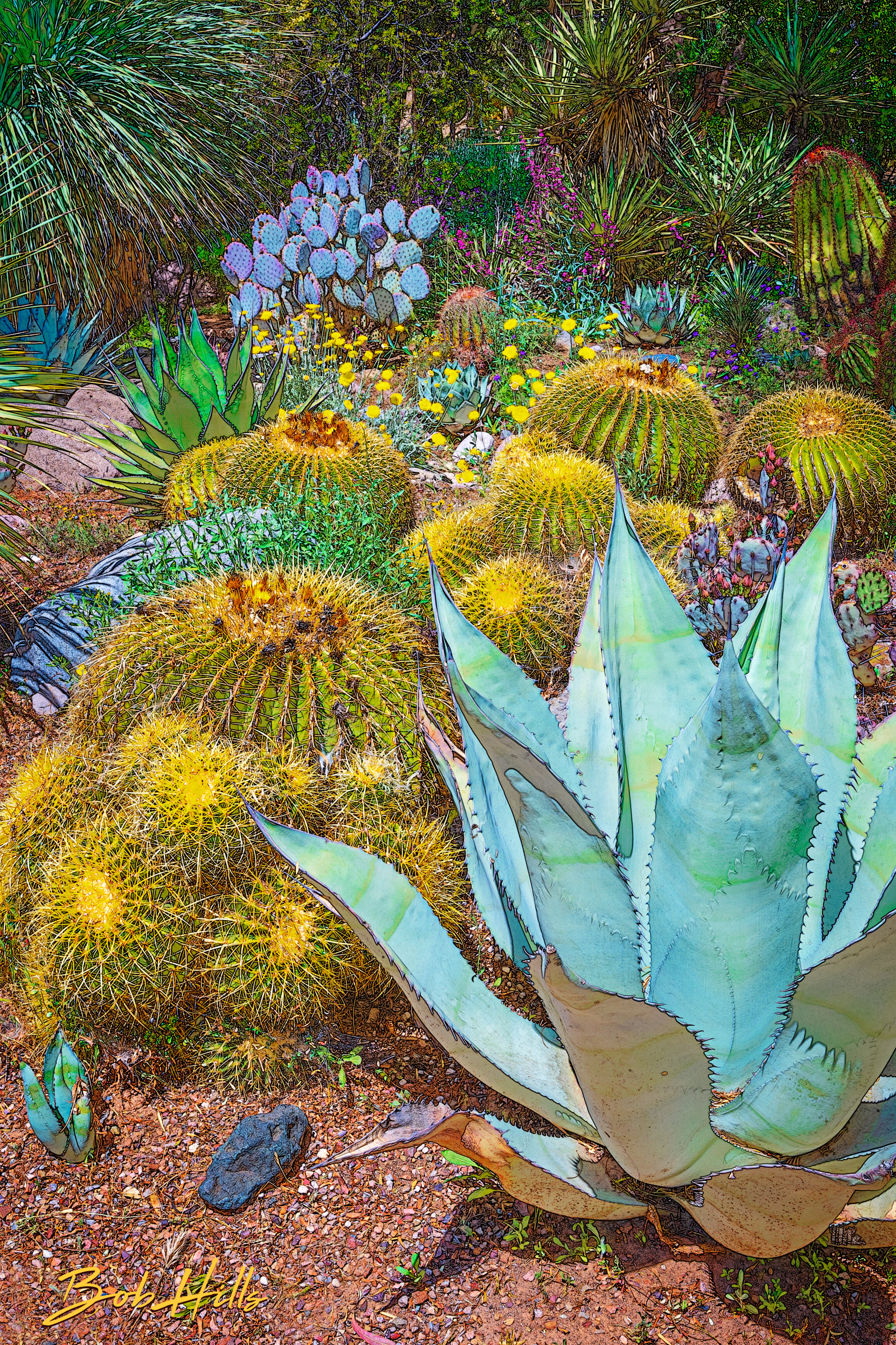 Sonoran Garden - 29
