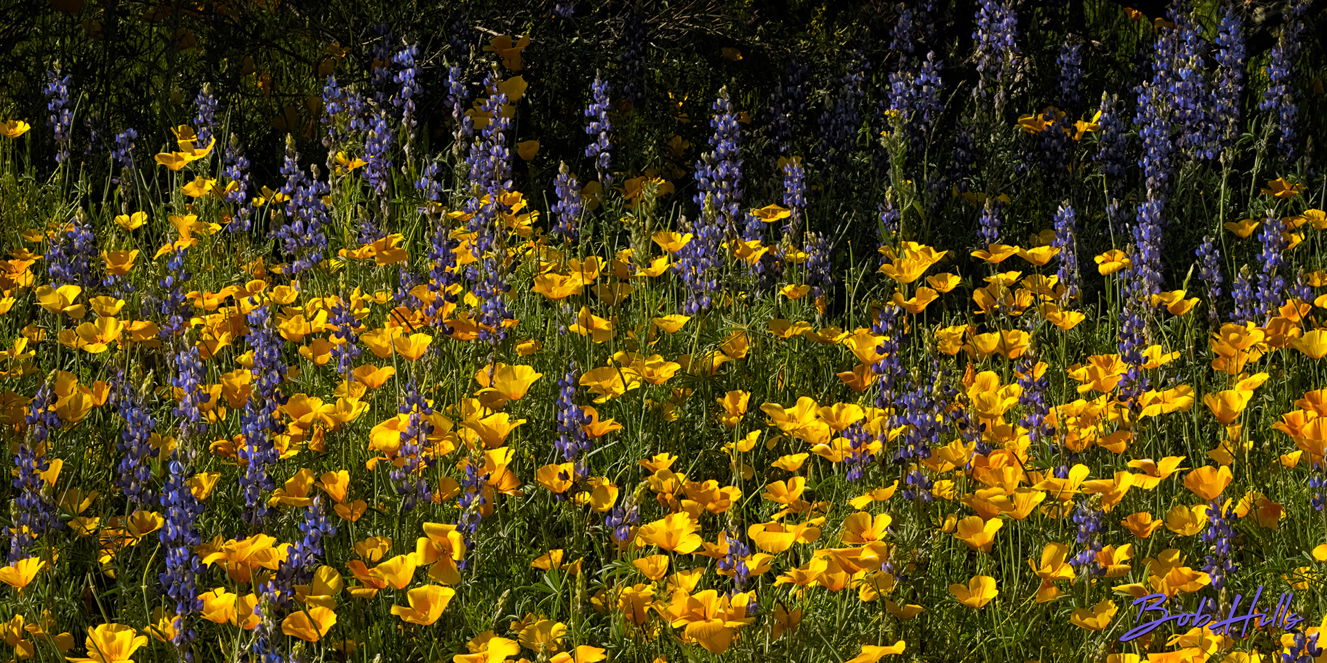 Poppies & Lupine at Picacho Peak