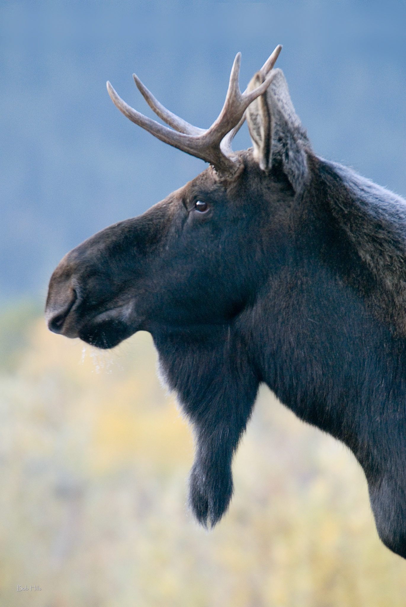 Young Bull Moose