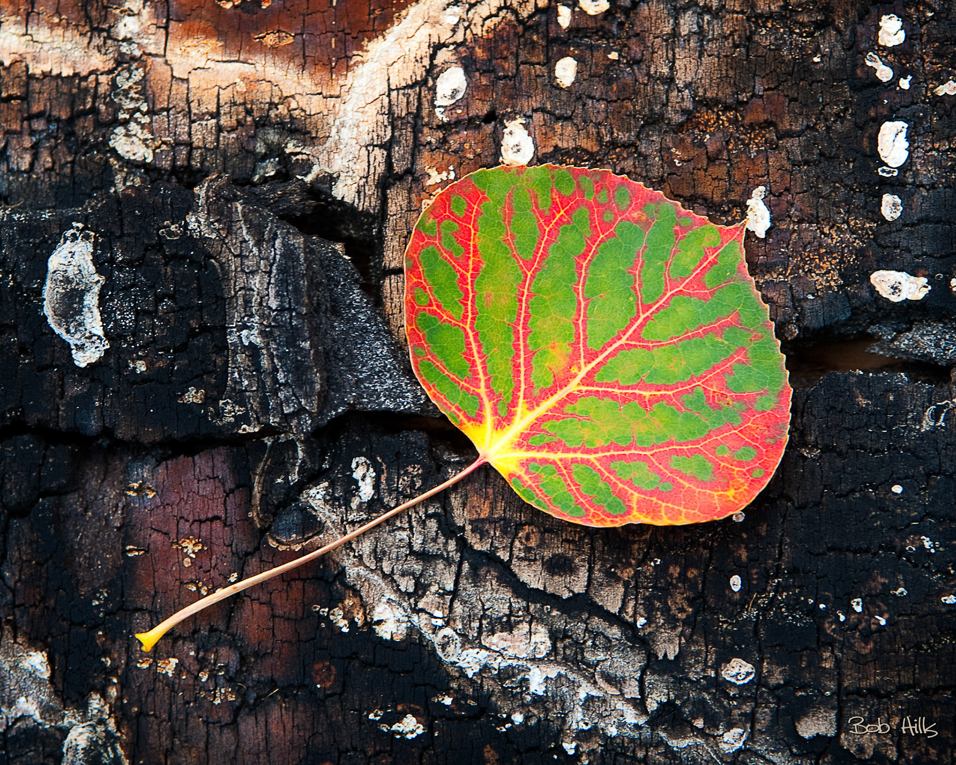 MultiColored Aspen Leaf