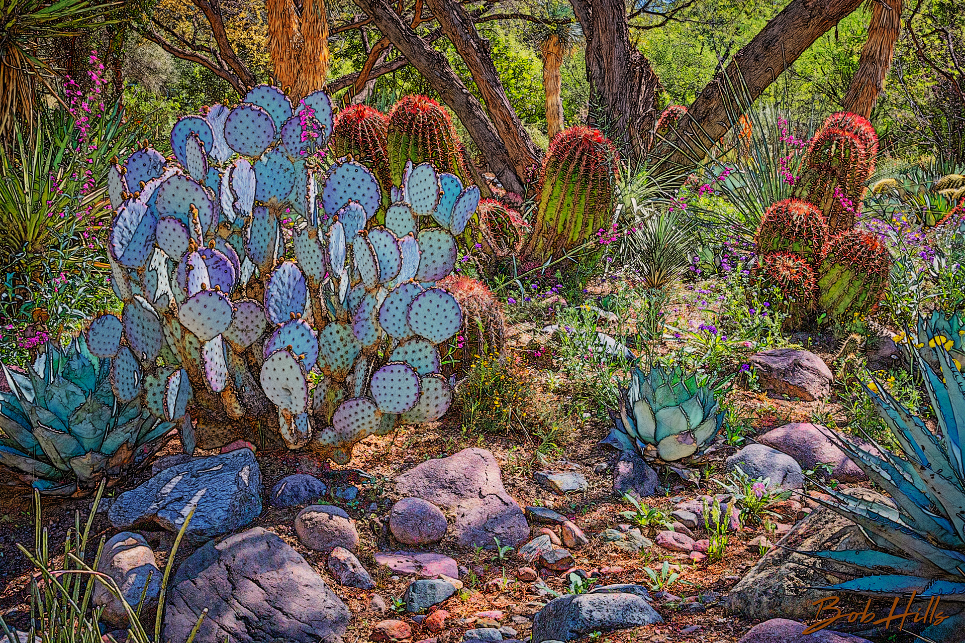 Sonoran Garden - 21b