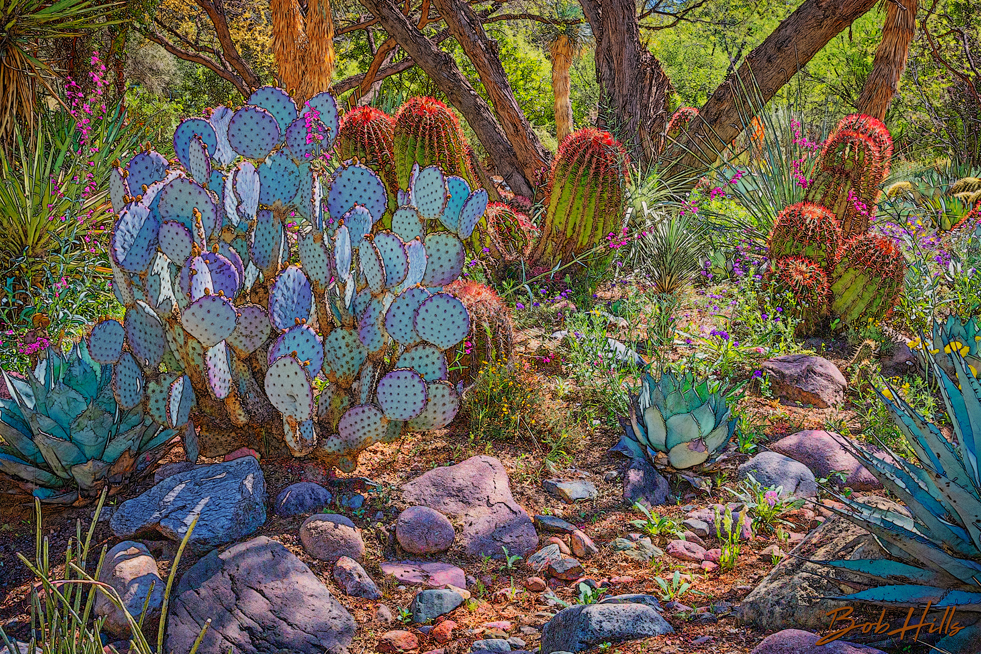 Sonoran Garden - 21b