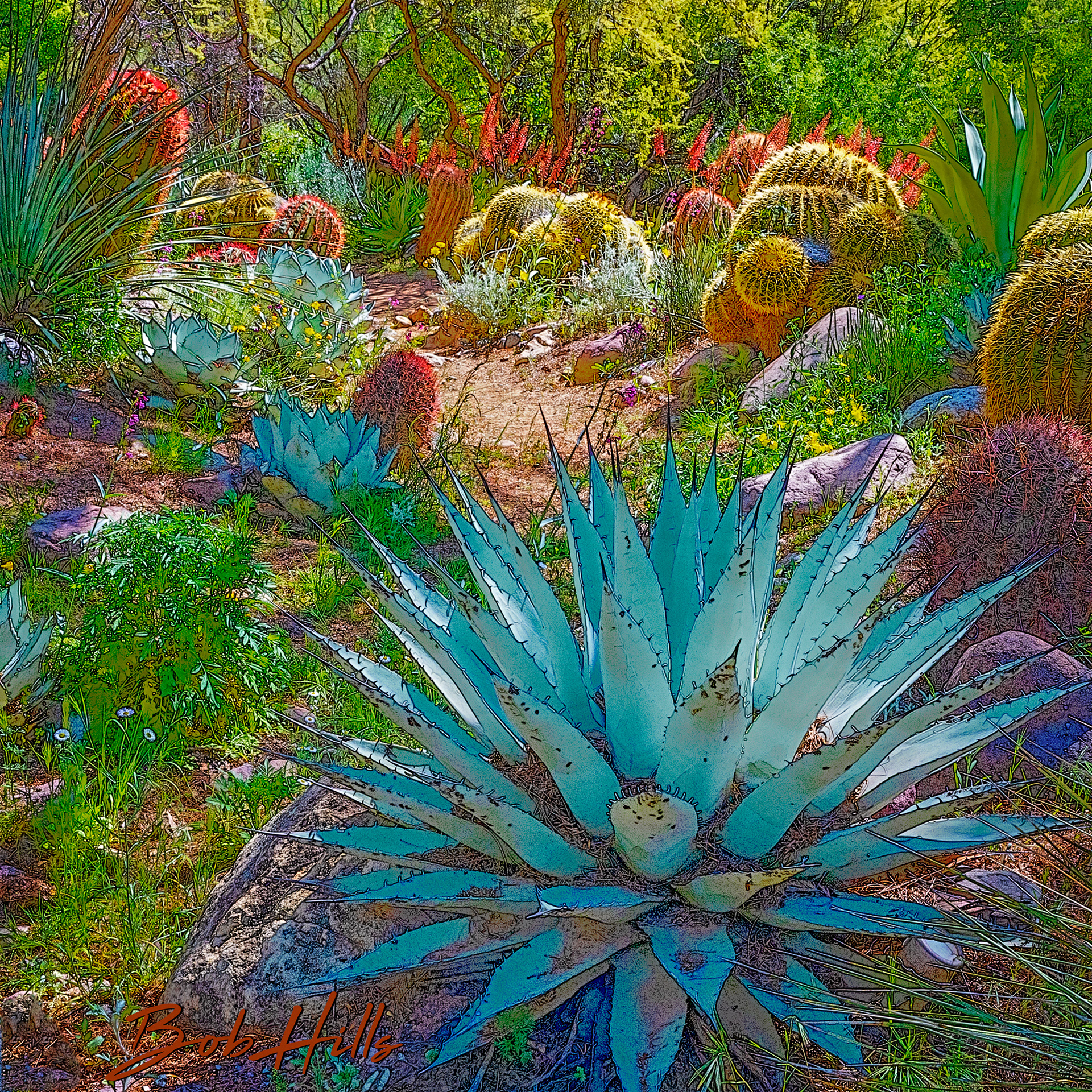 Sonoran Garden - 60 S