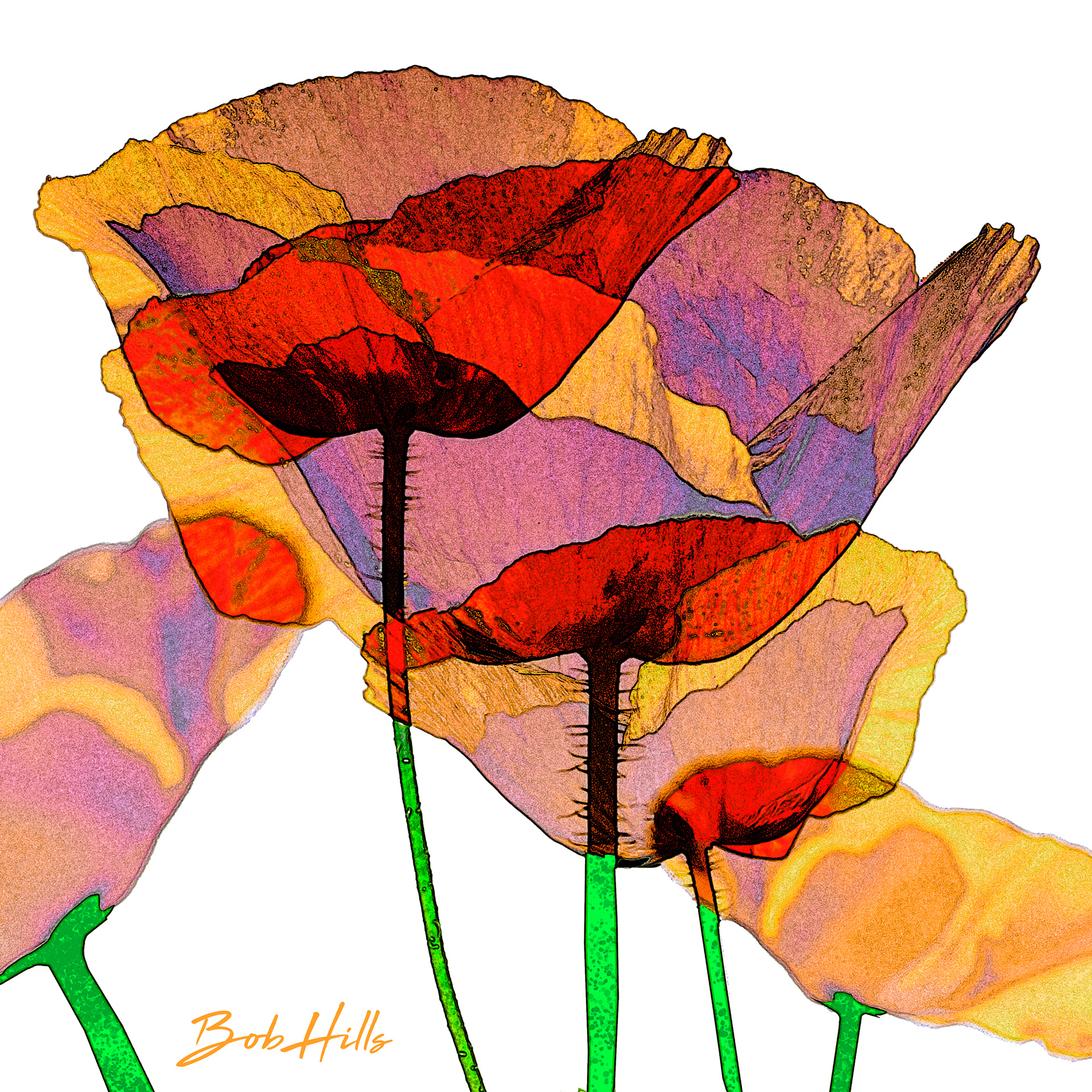 Overlapping Poppies
