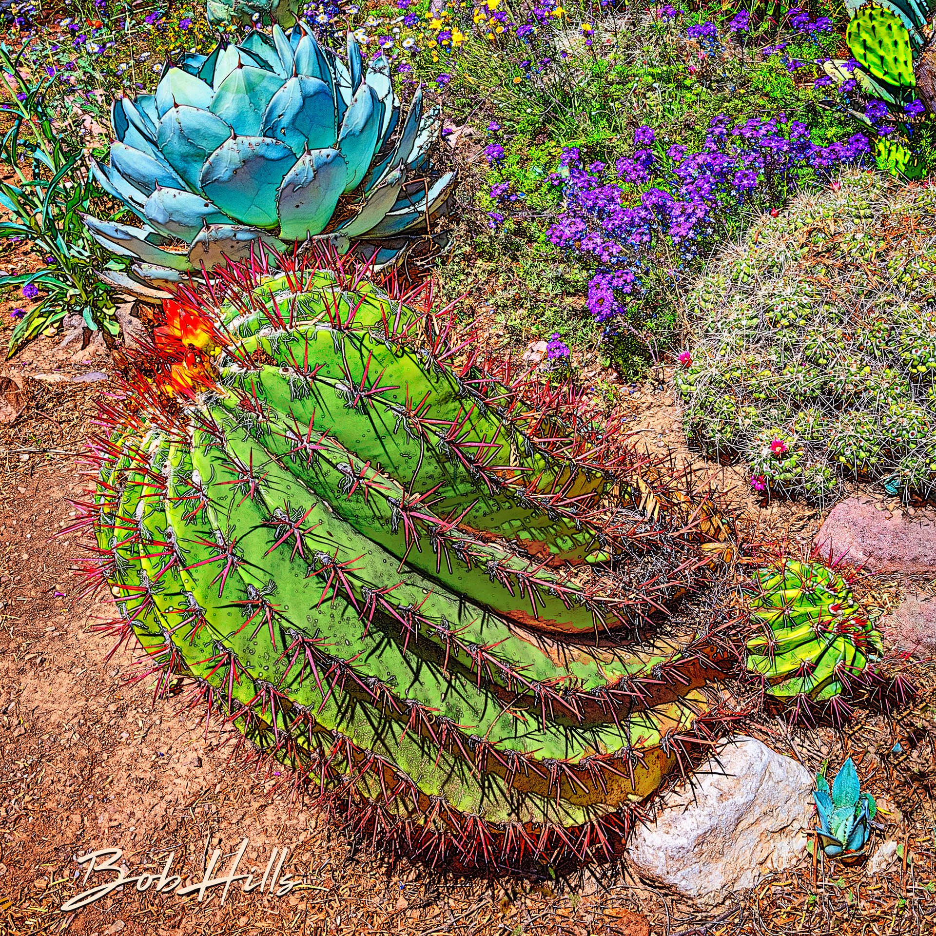 Sonoran Garden - 25 S