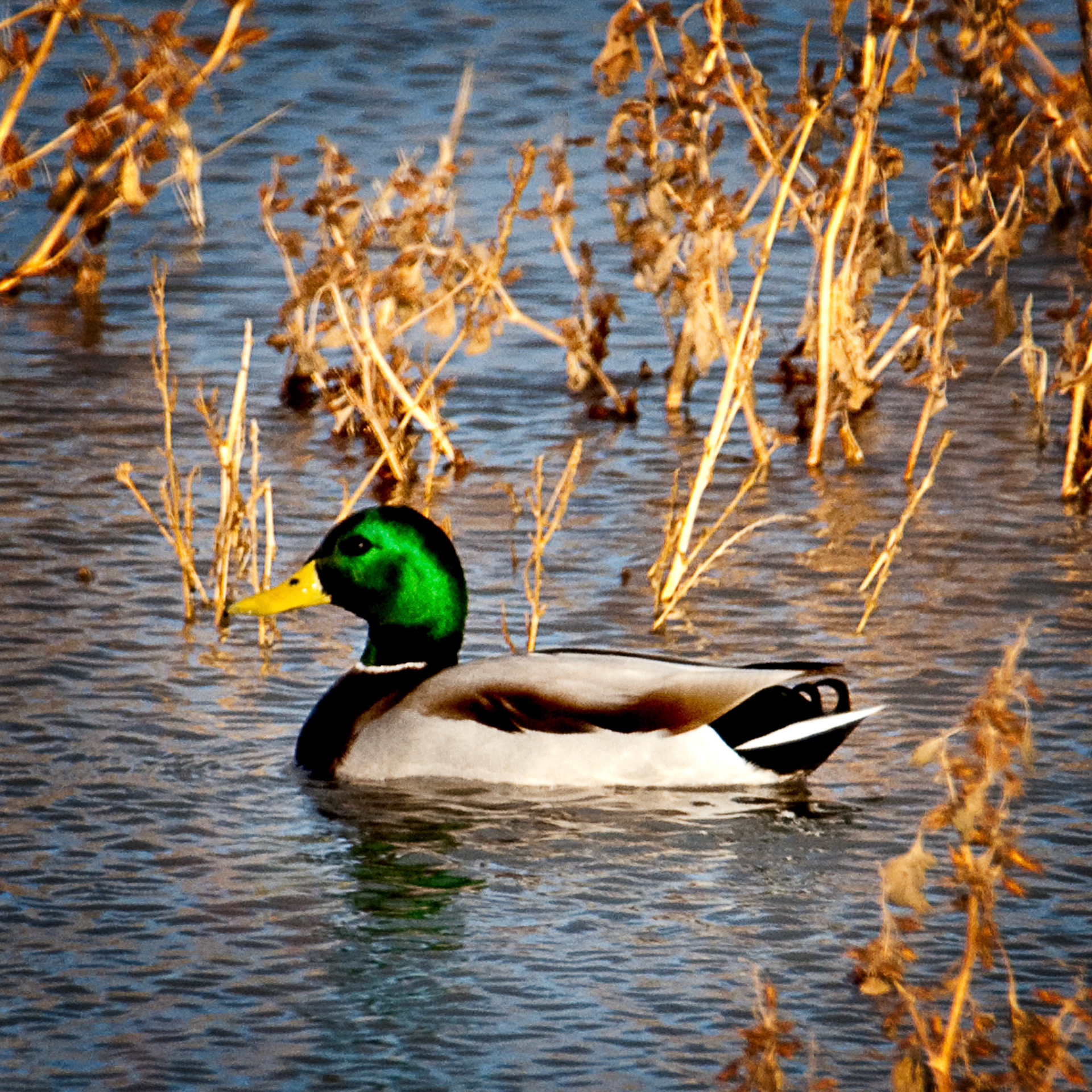 Mallard