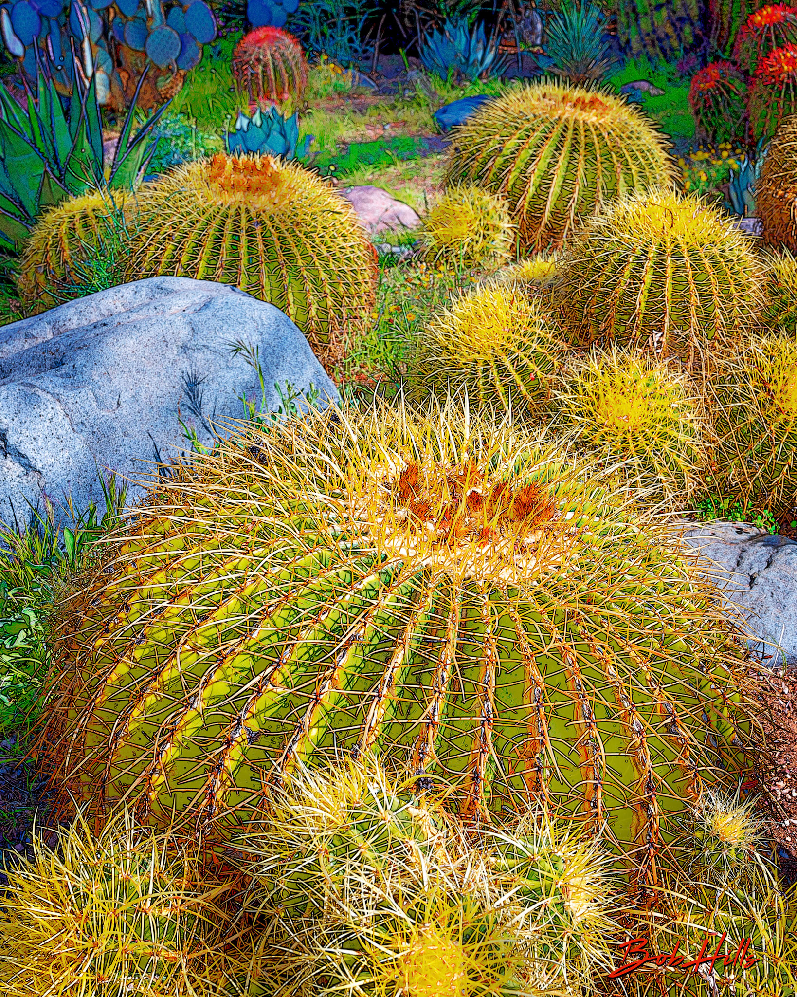 Sonoran Garden - 7