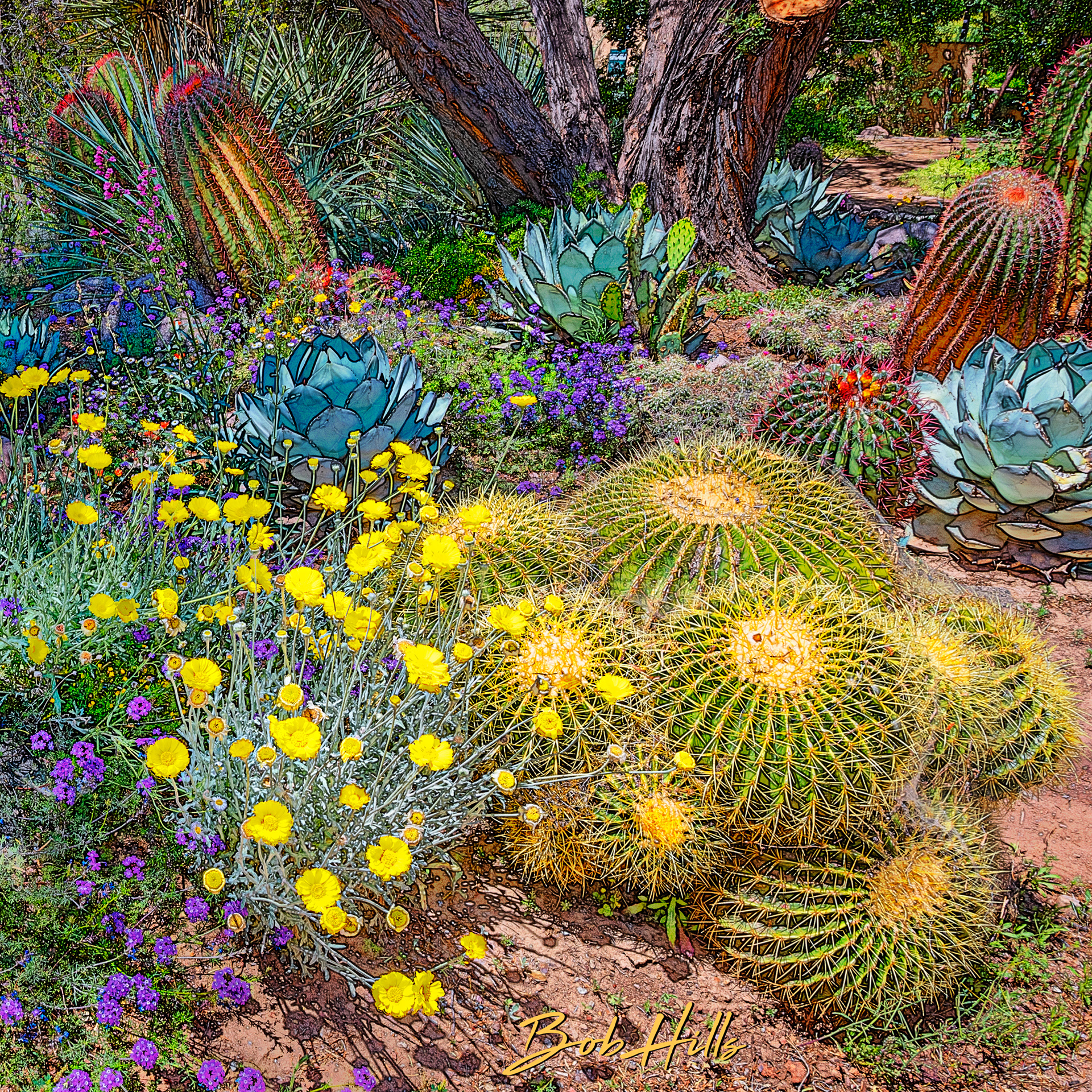 Sonoran Garden - 27 S