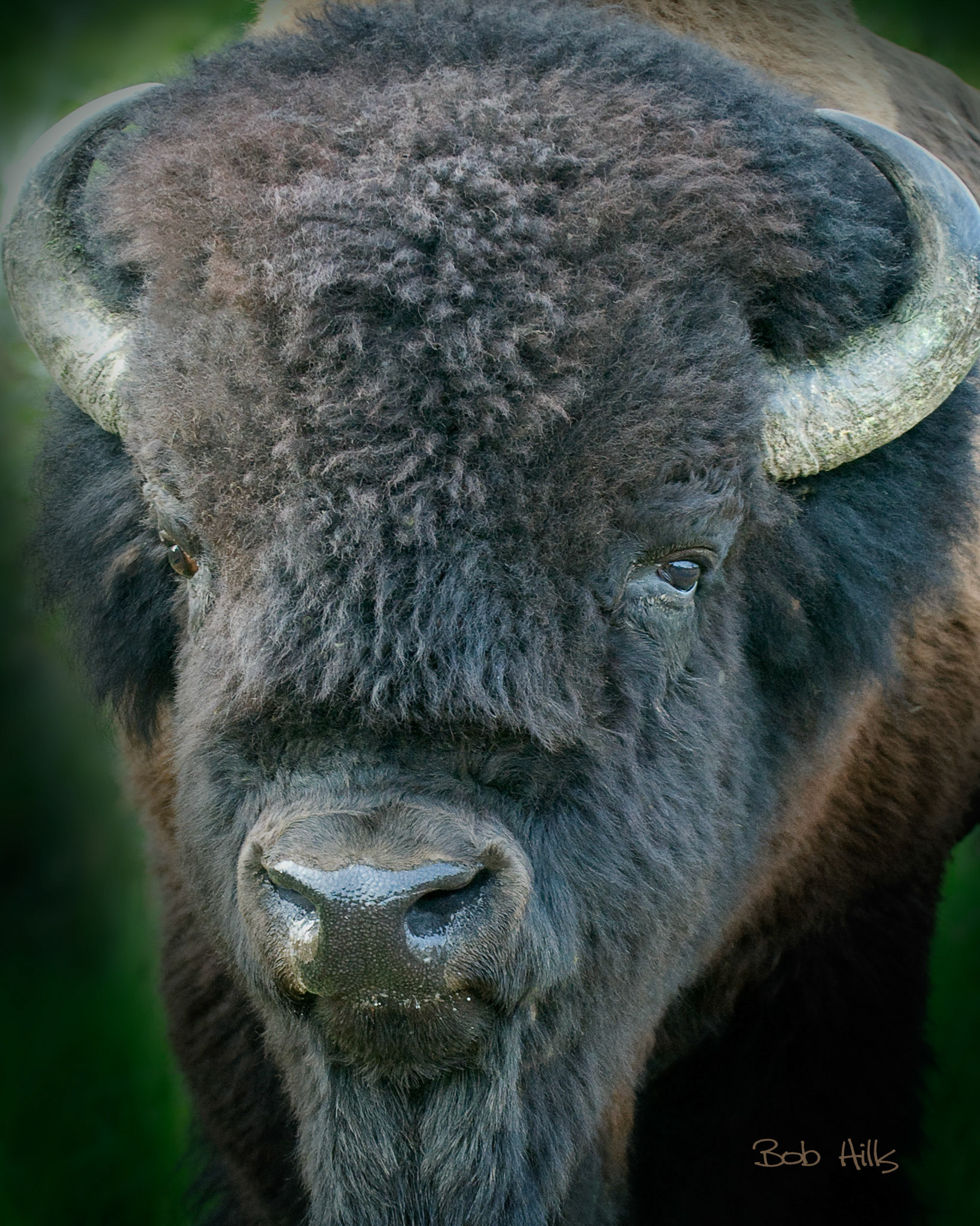 Bison Close Up