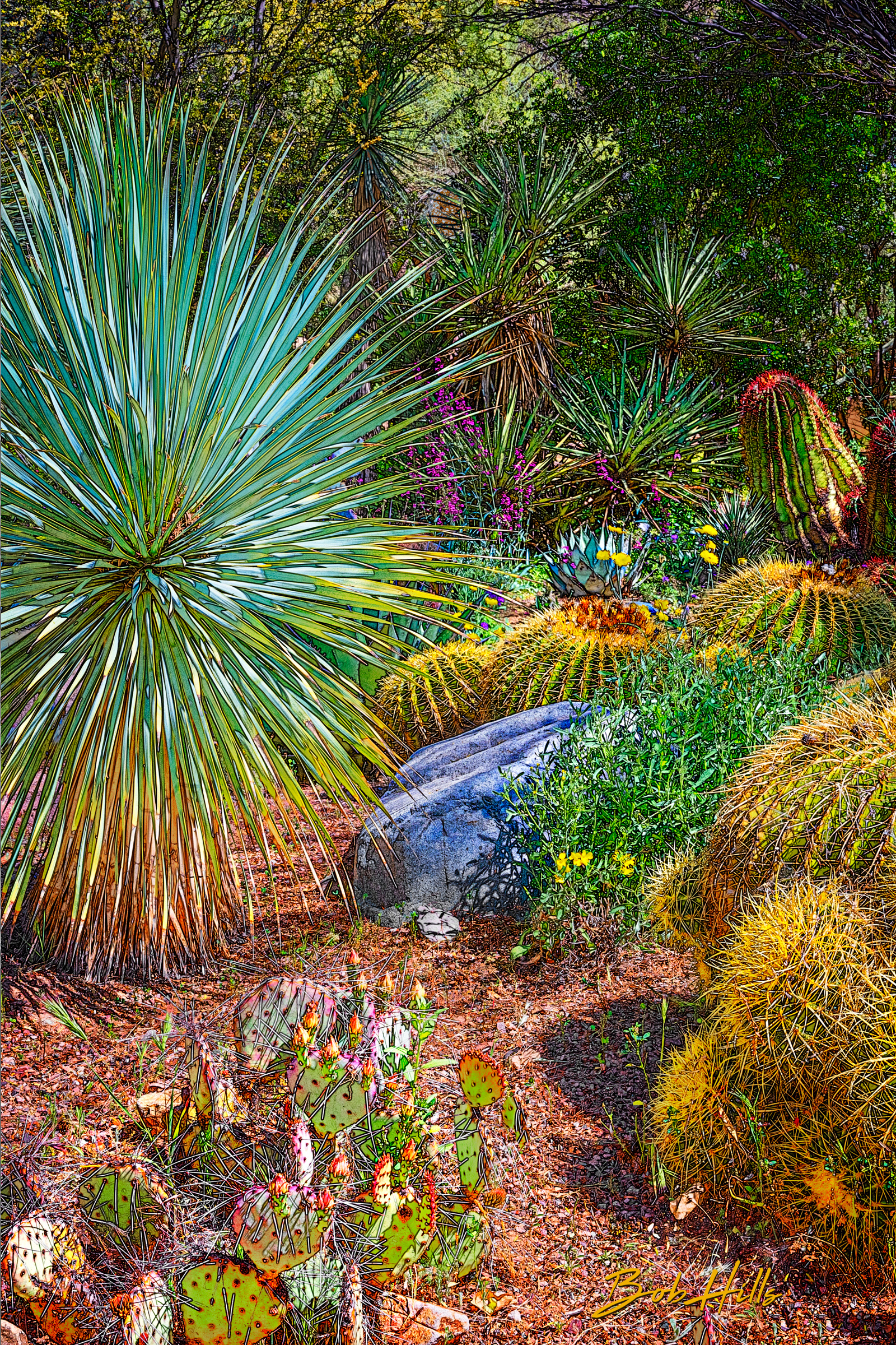 Sonoran Garden - 23