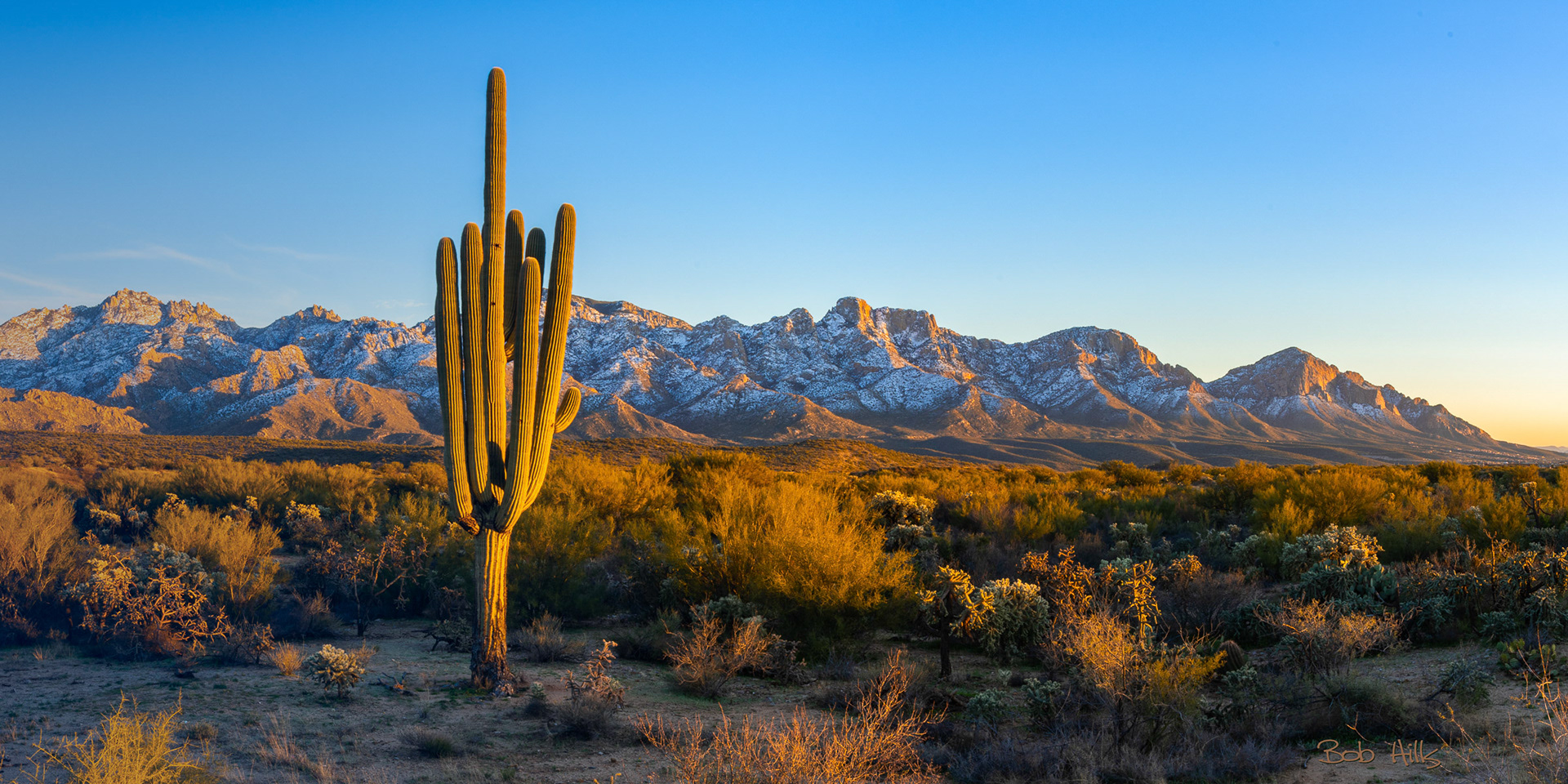 Nieve Cactus Saguaro Del Desierto Sonora Las Montañas Catalina Las:  fotografía de stock © MichaelFitzsimmons #247626808