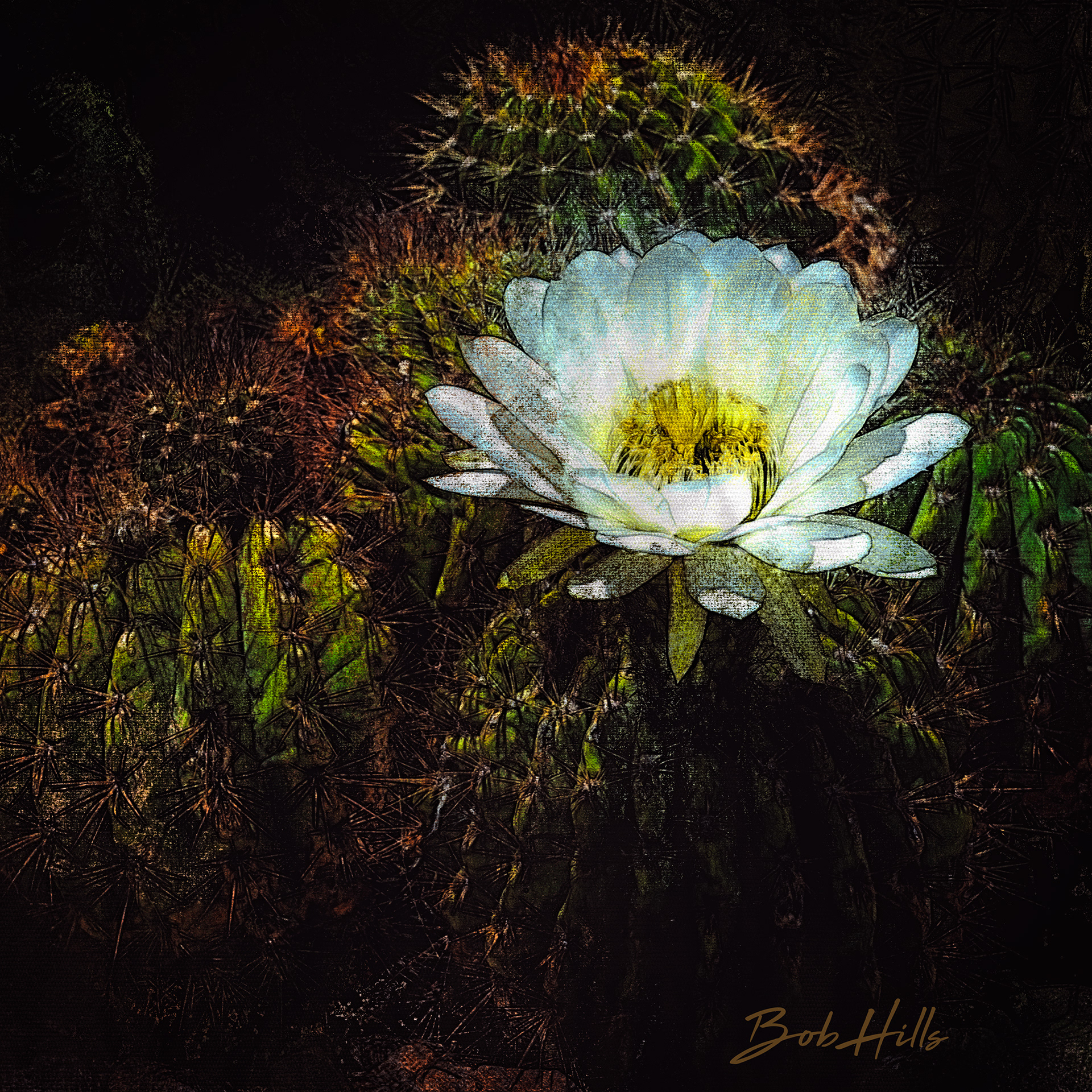 Solo White Cactus Blossom