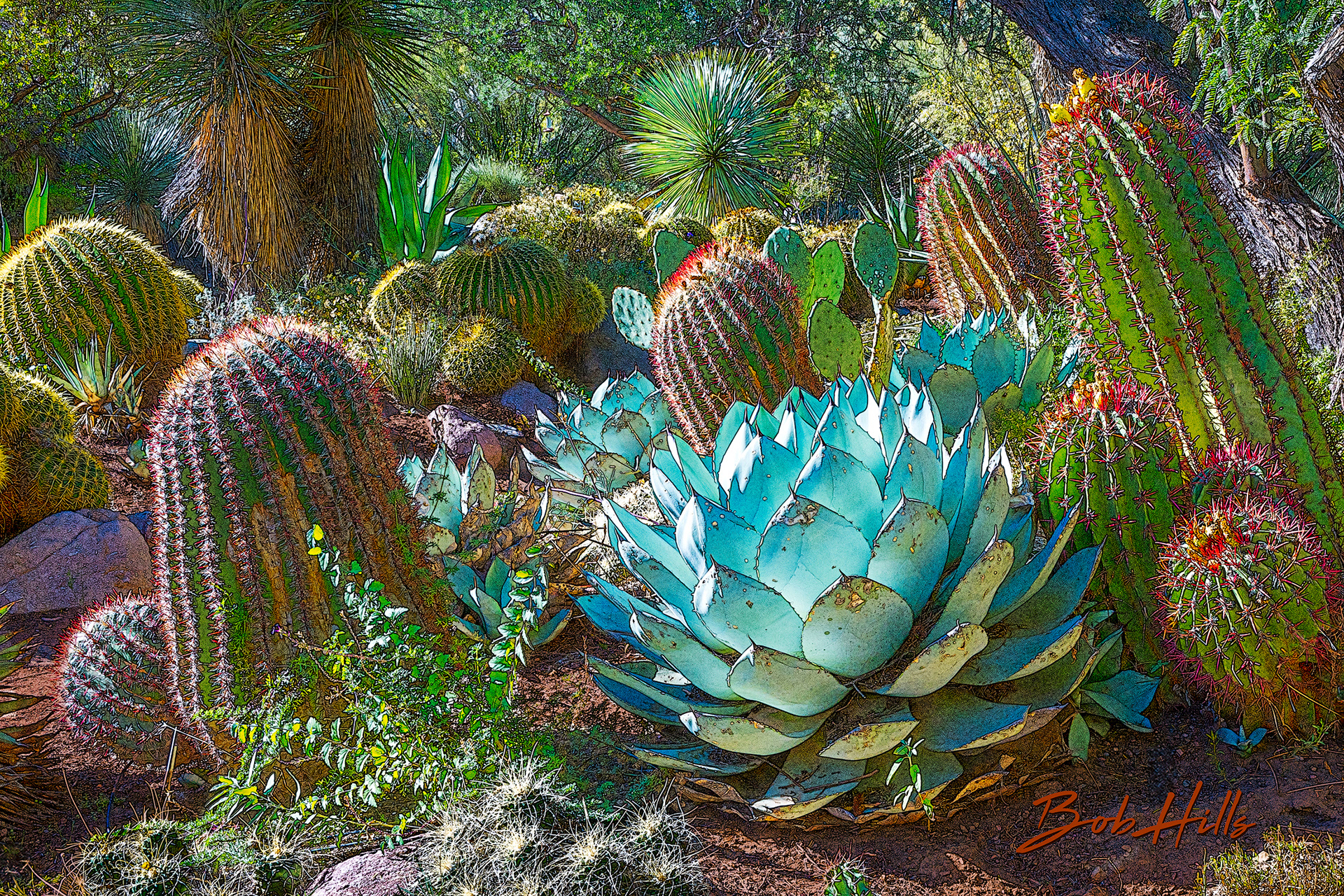 Sonoran Garden - 51