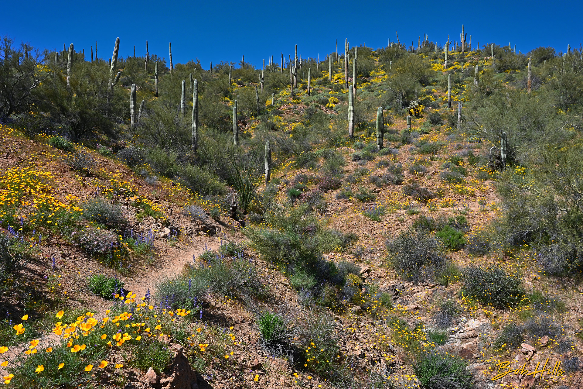 AZ Trail Near Kelvin No 2