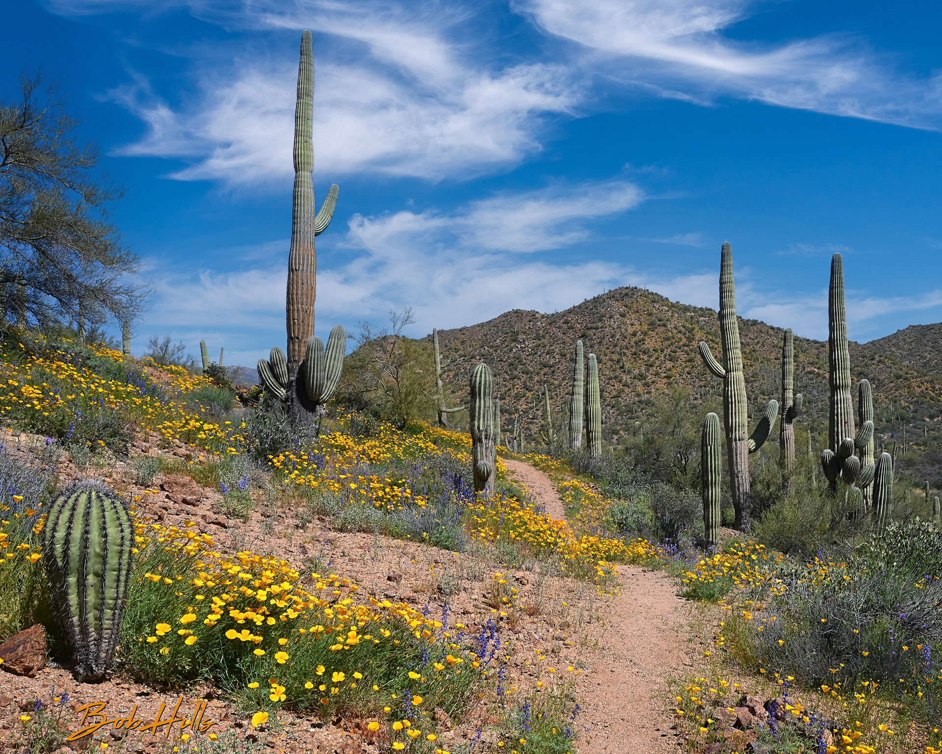 AZ Trail Near Kelvin No 1