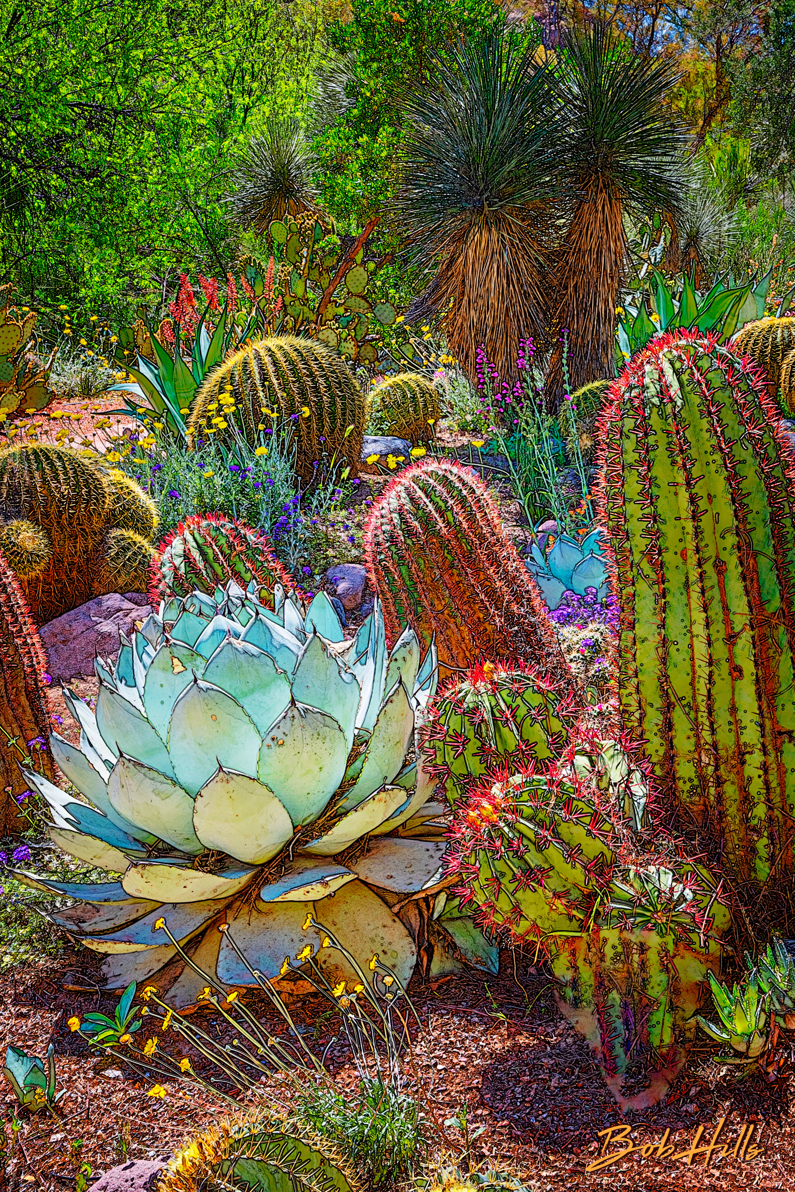 Sonoran Garden - 31