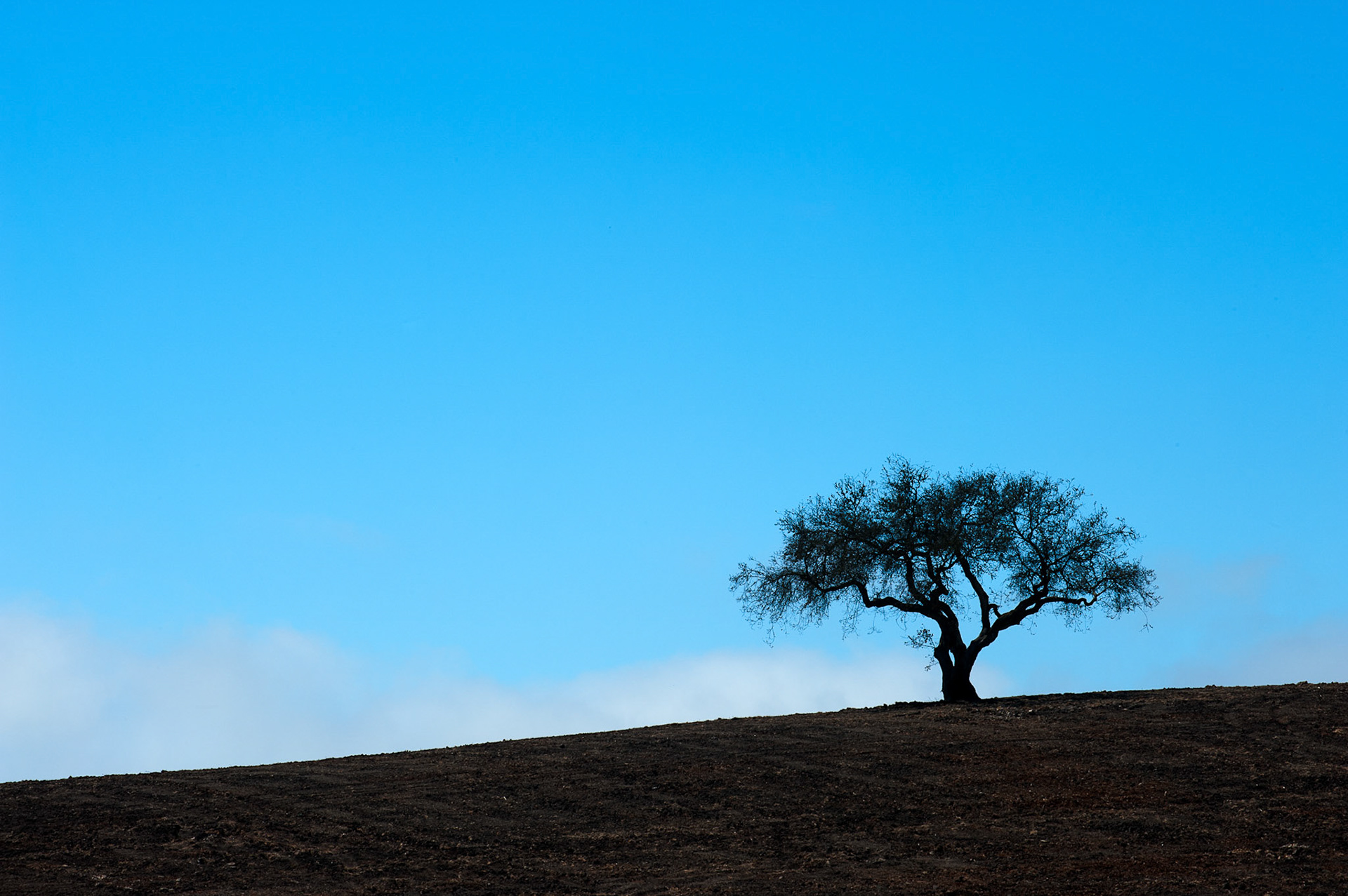 The Tree on The Hill