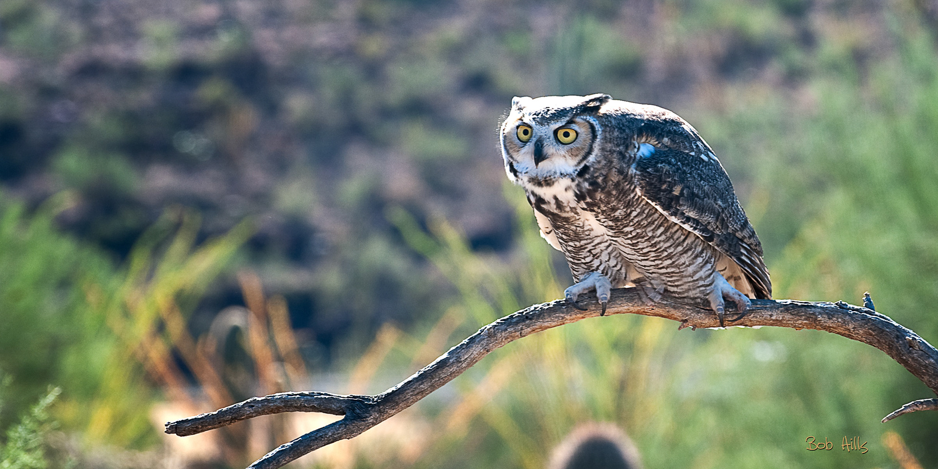 Great Horned Owl 3