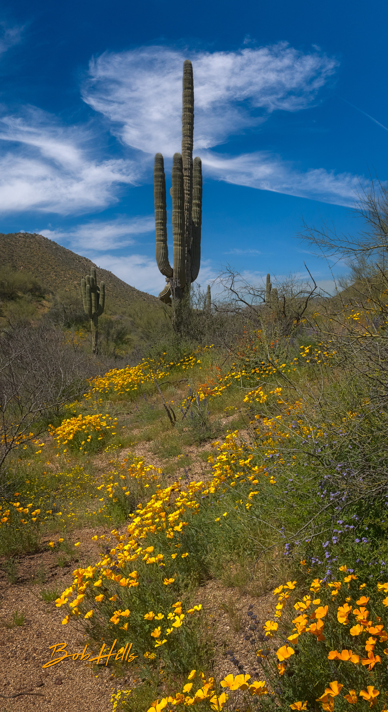 Poppies Off Florence-Kelvin Highway