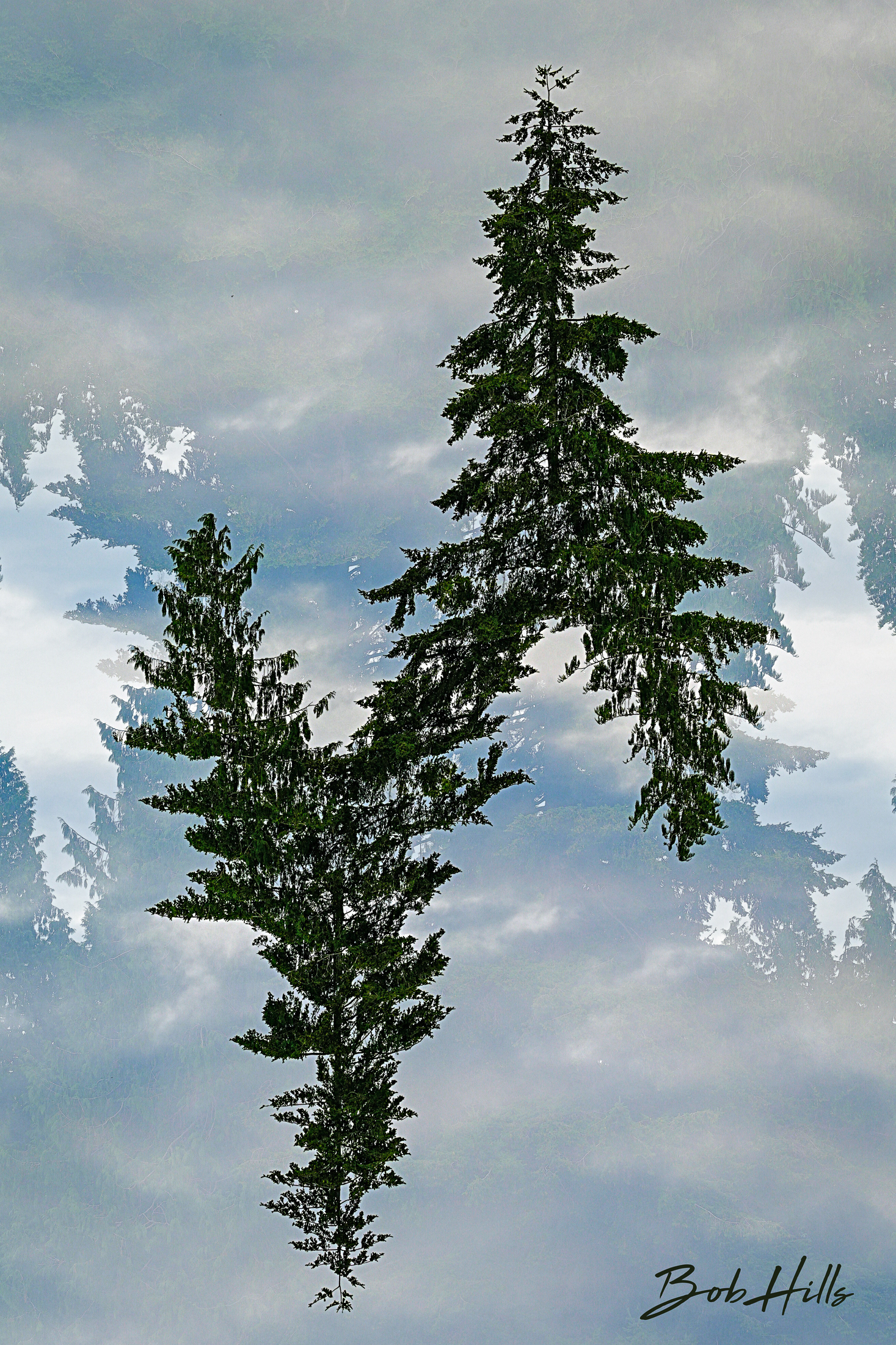 Forest Intersection 2968