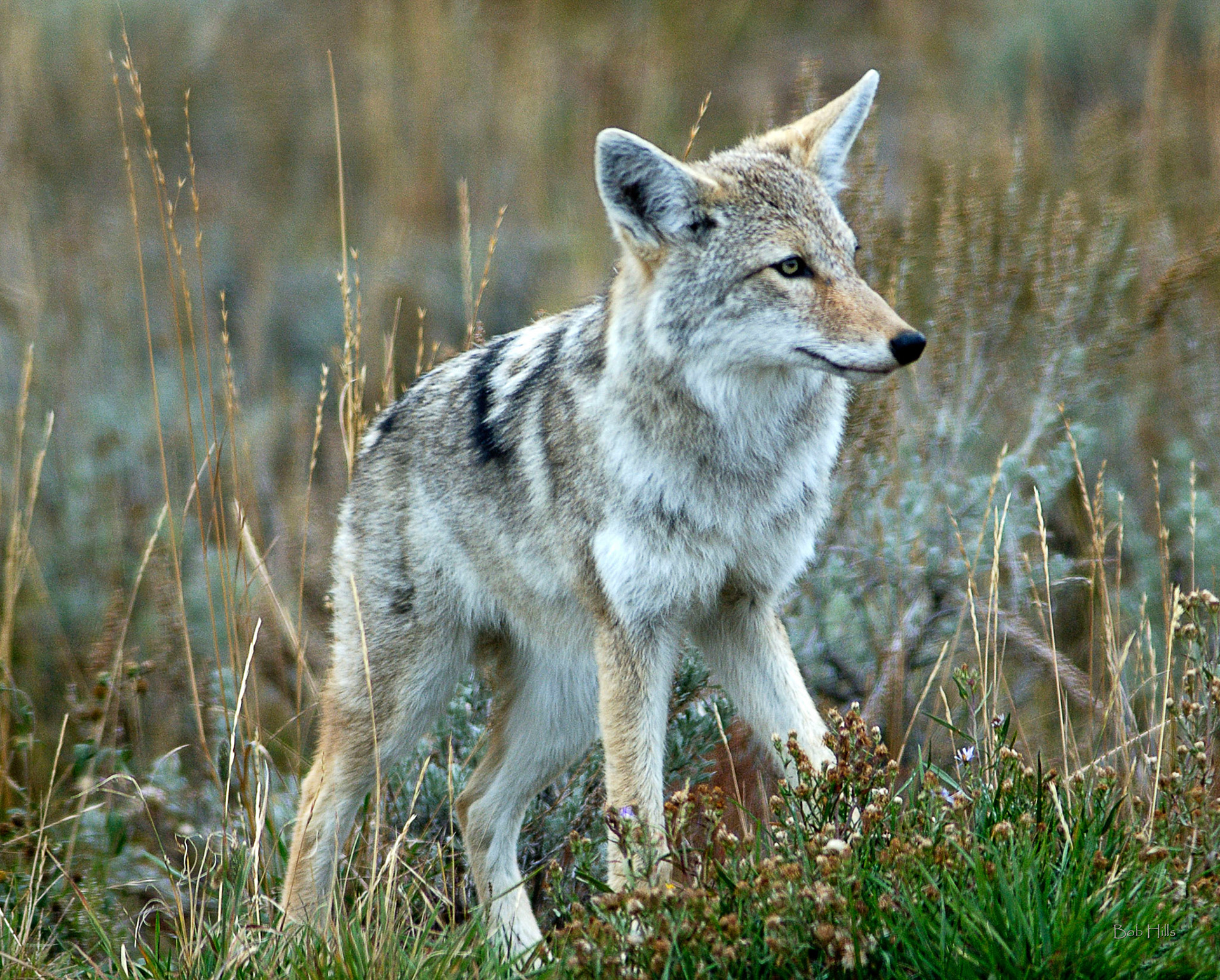 Grand Teton Coyote