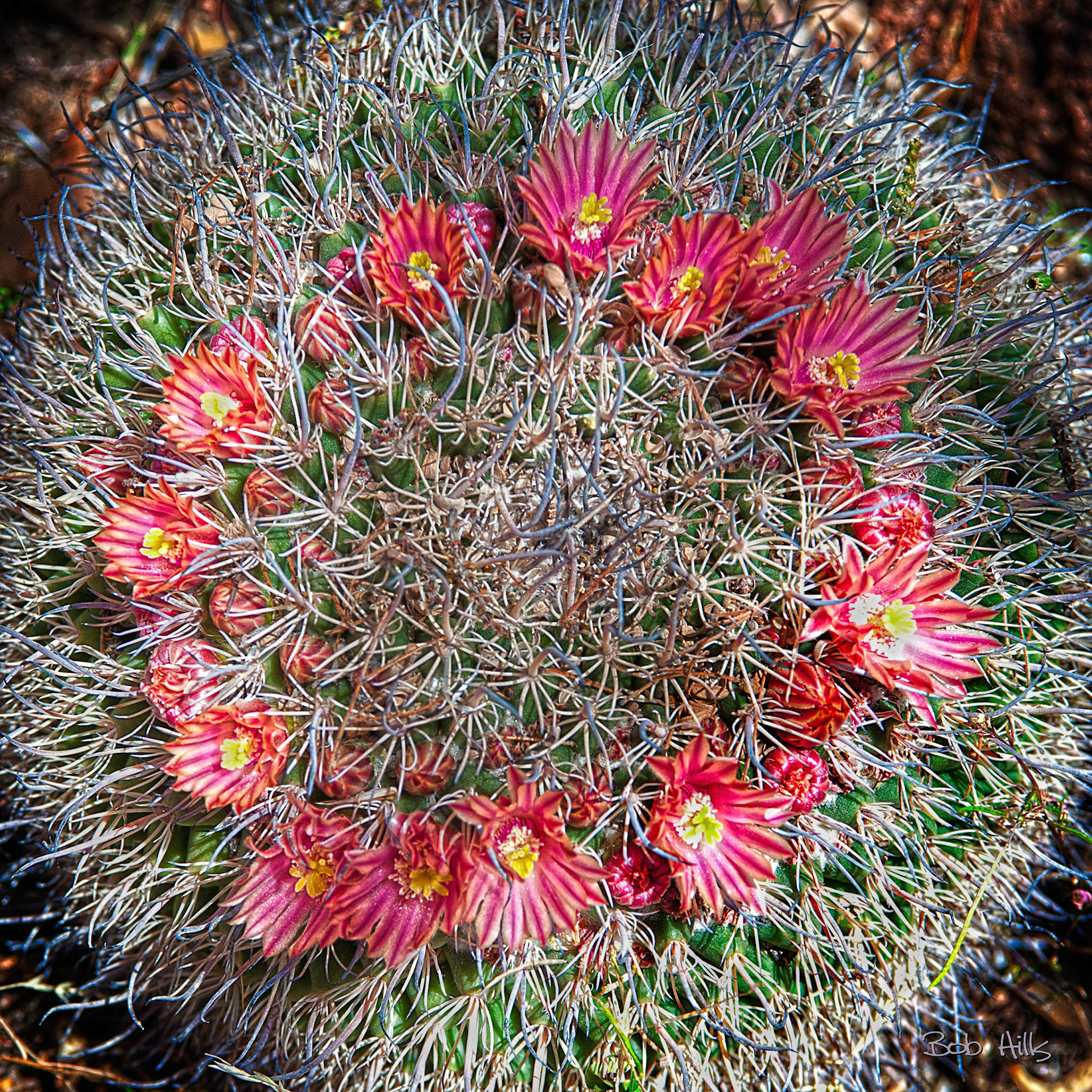 Pincushion