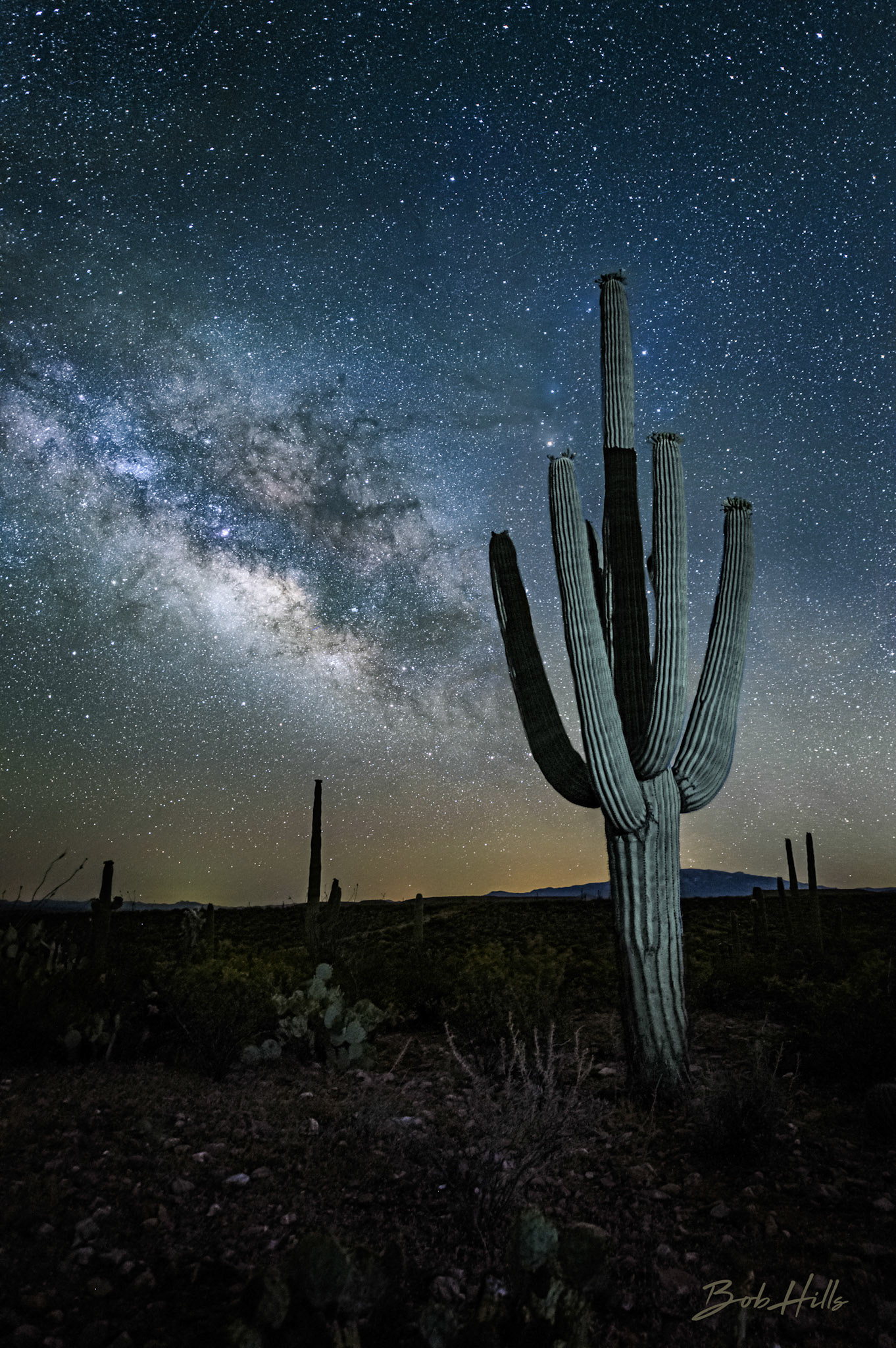 Isolated Saguaro Off Black Hills Mine Road