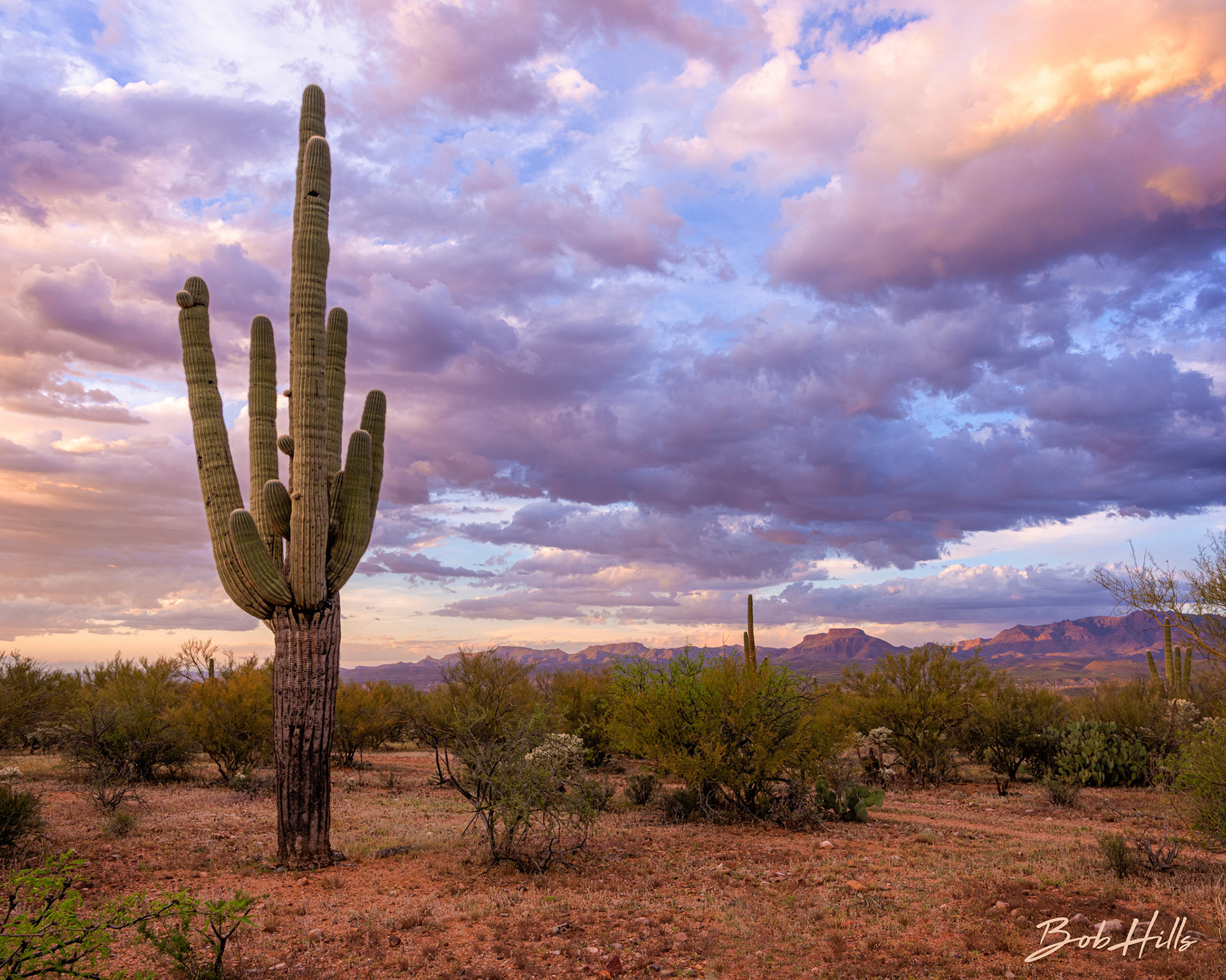 Cactus Clouds and Mountains