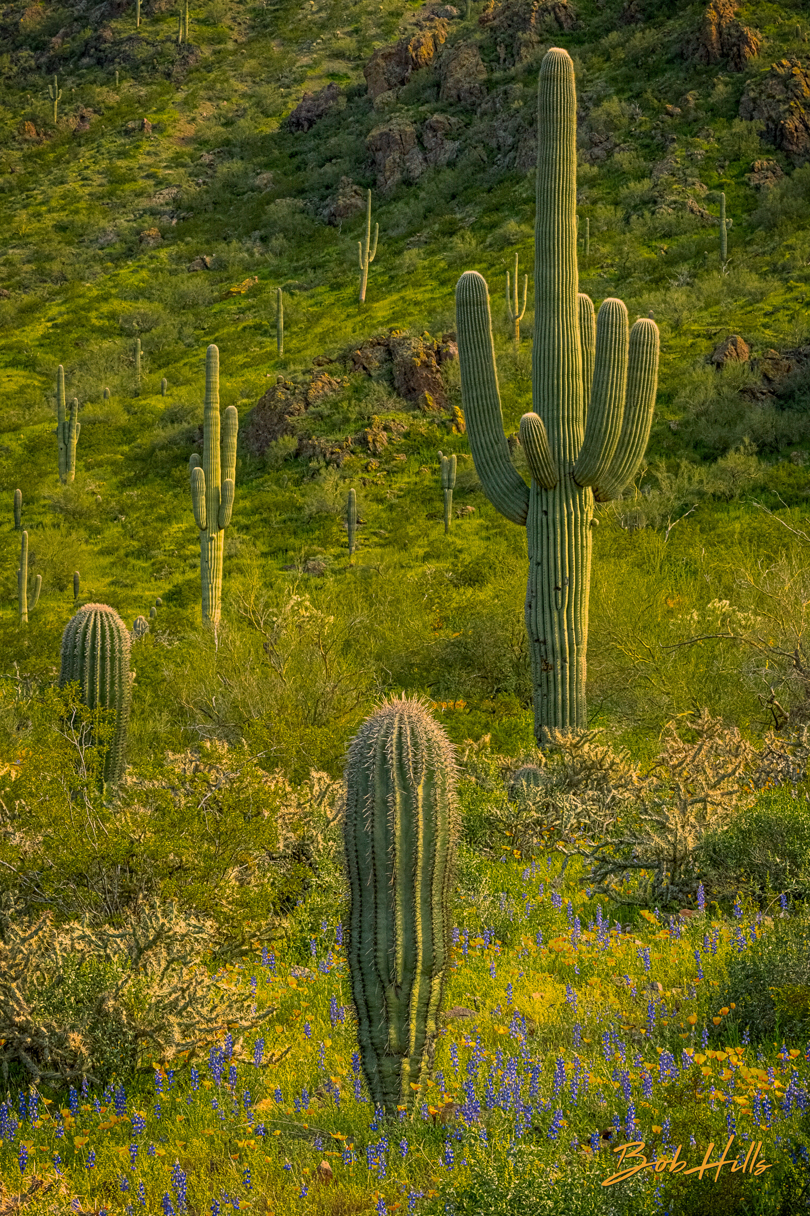 Saguaros with Lupine Afoot