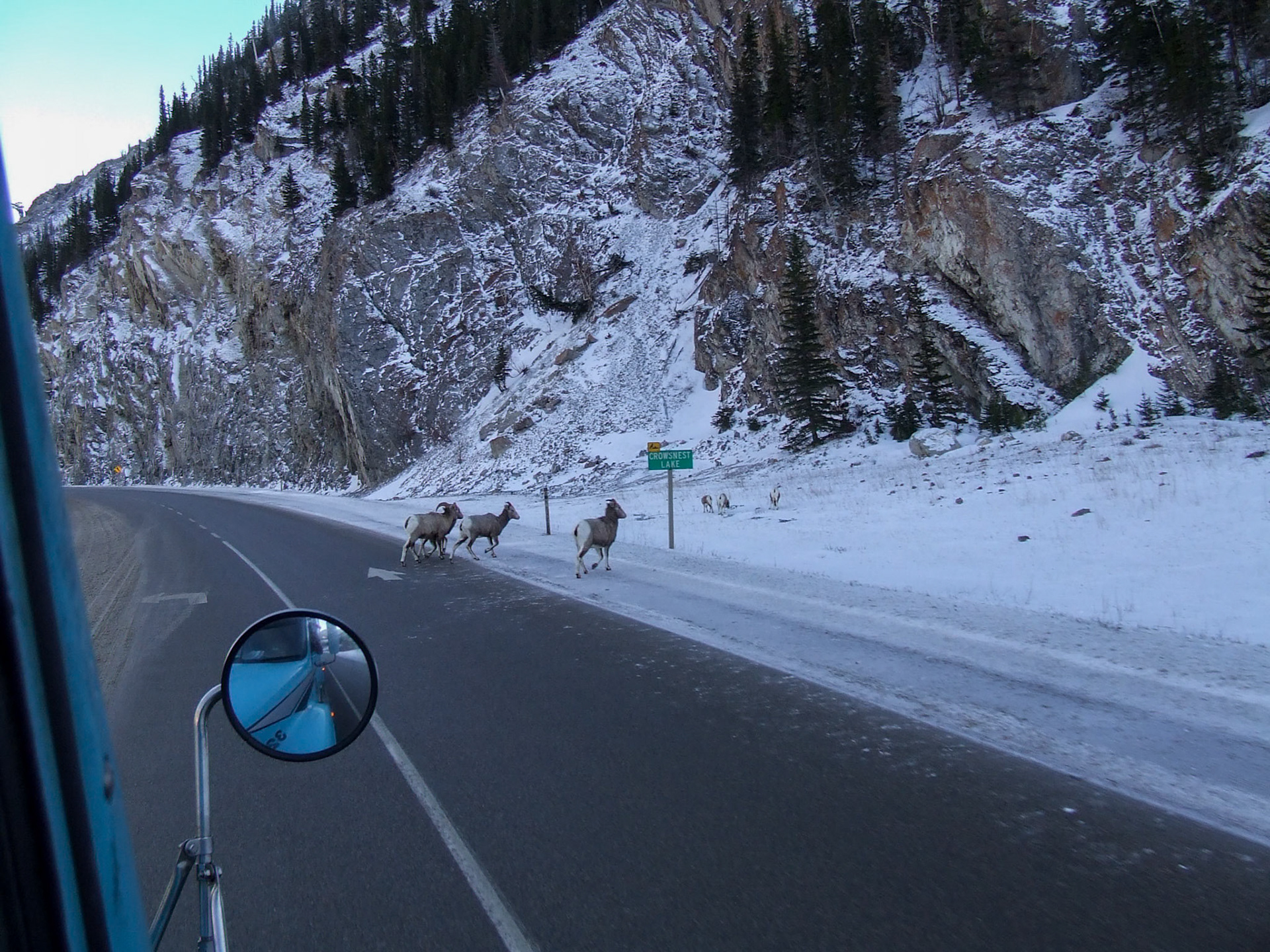 Wildlife