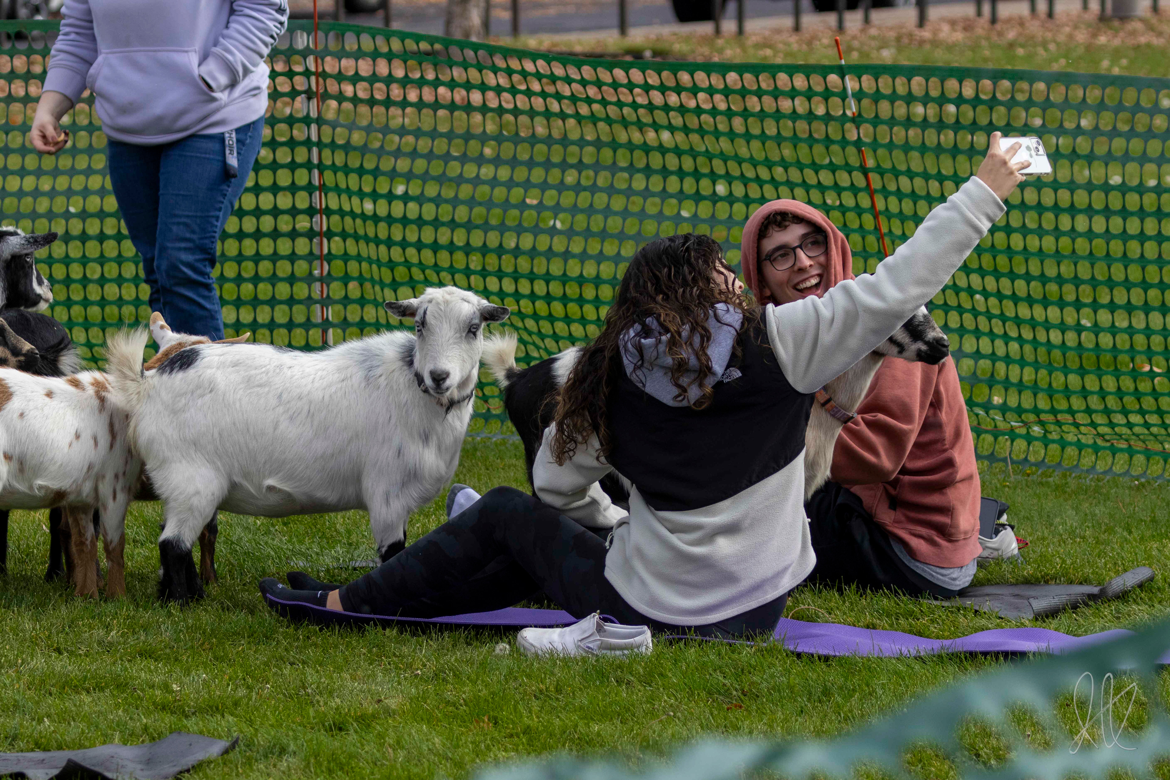 Students take selfies with the goats during "Goat Yoga"