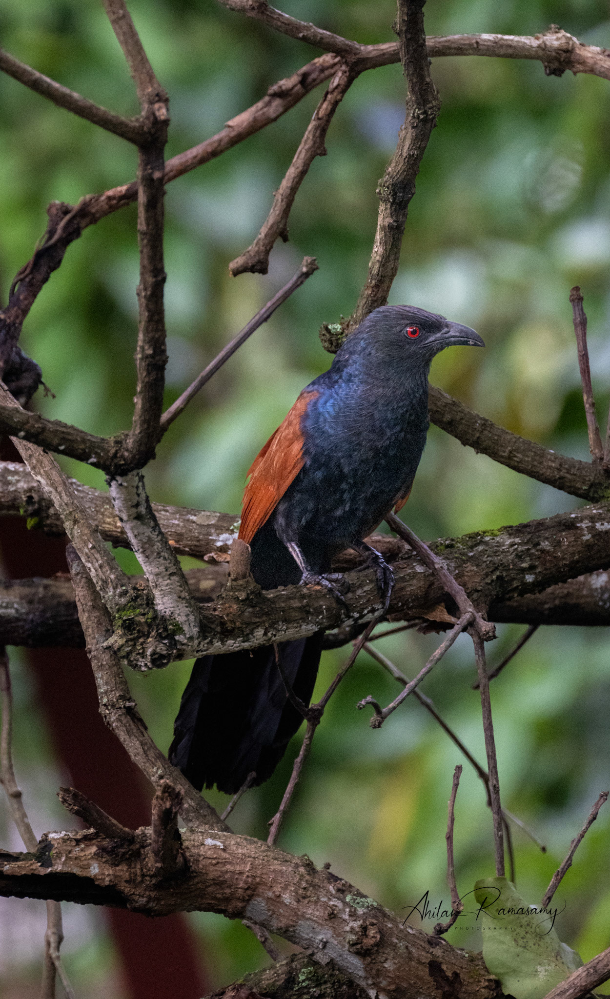 Greater Coucal