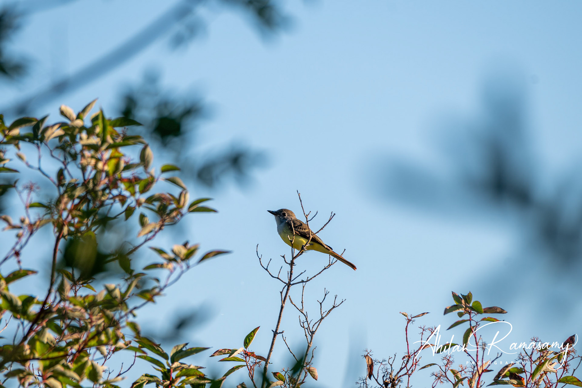 Crested fly catcher