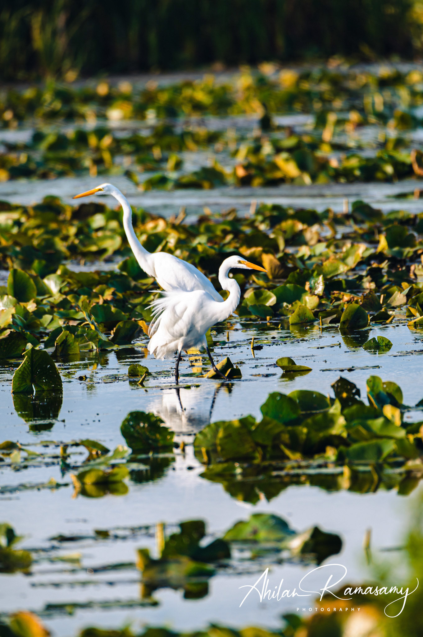 Great White Heron