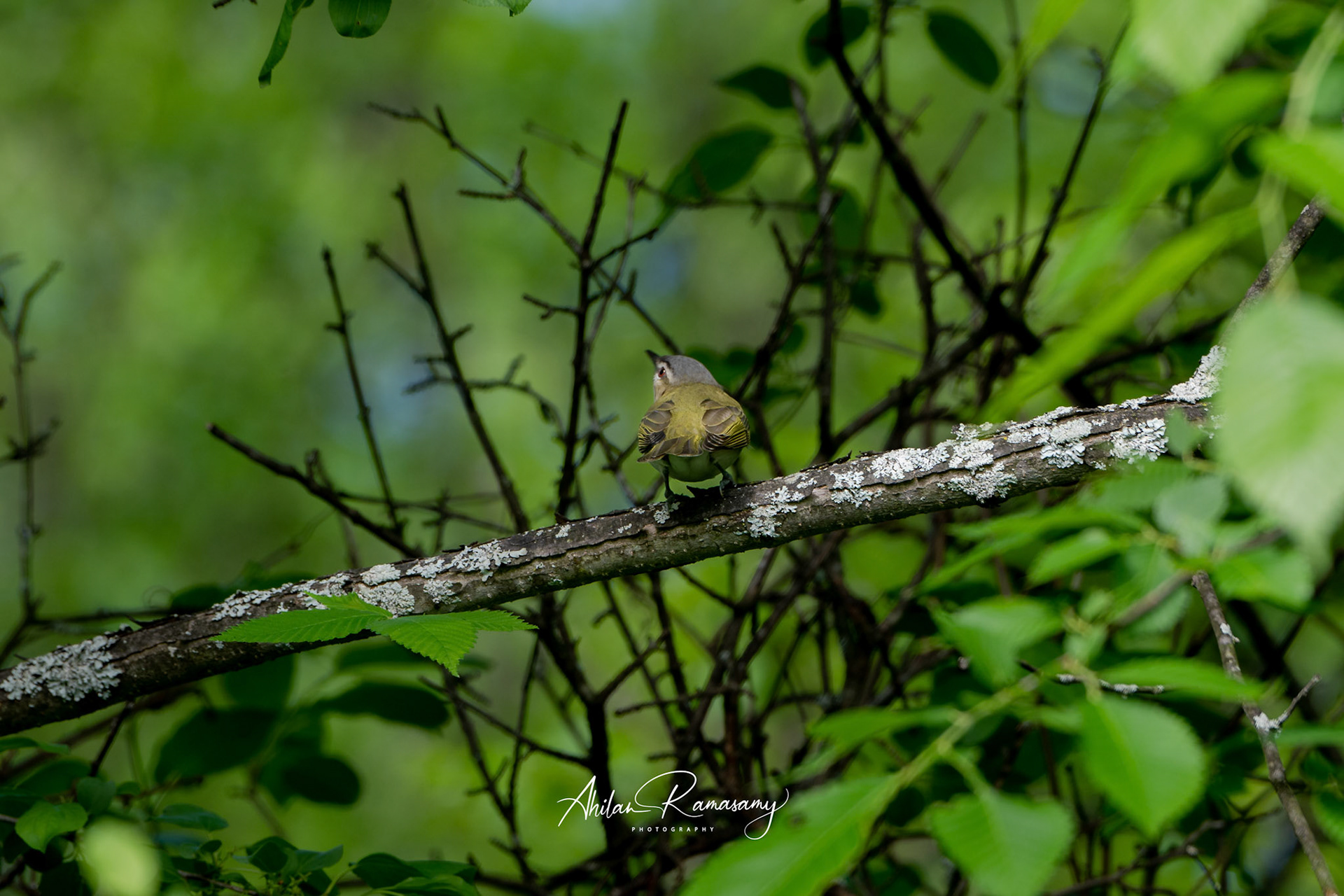 Red Eyed Vireo