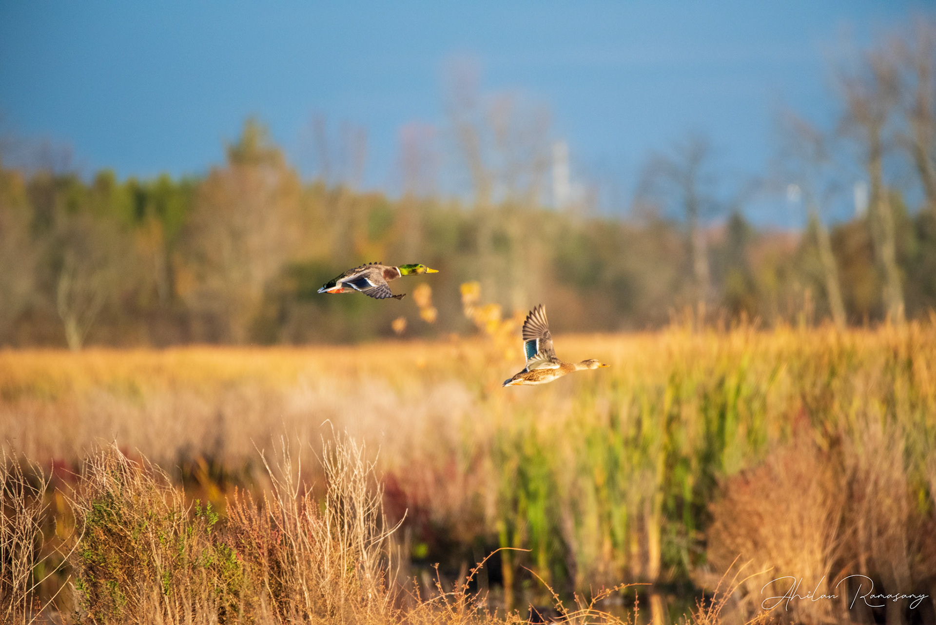 Mallard (Male and Female)