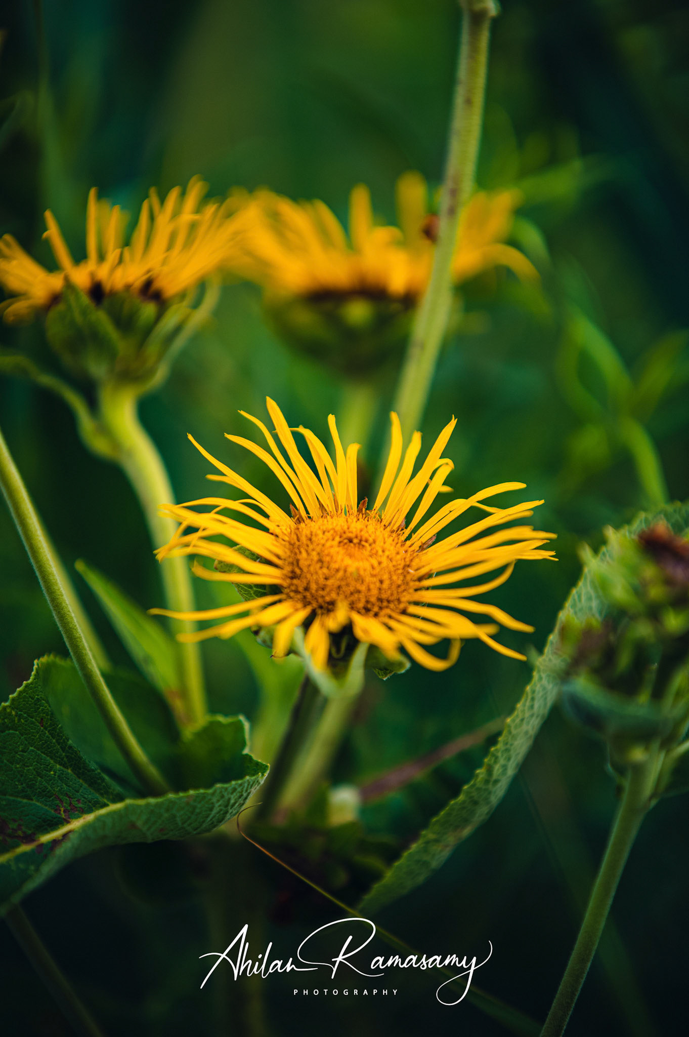 Wild Gerberas