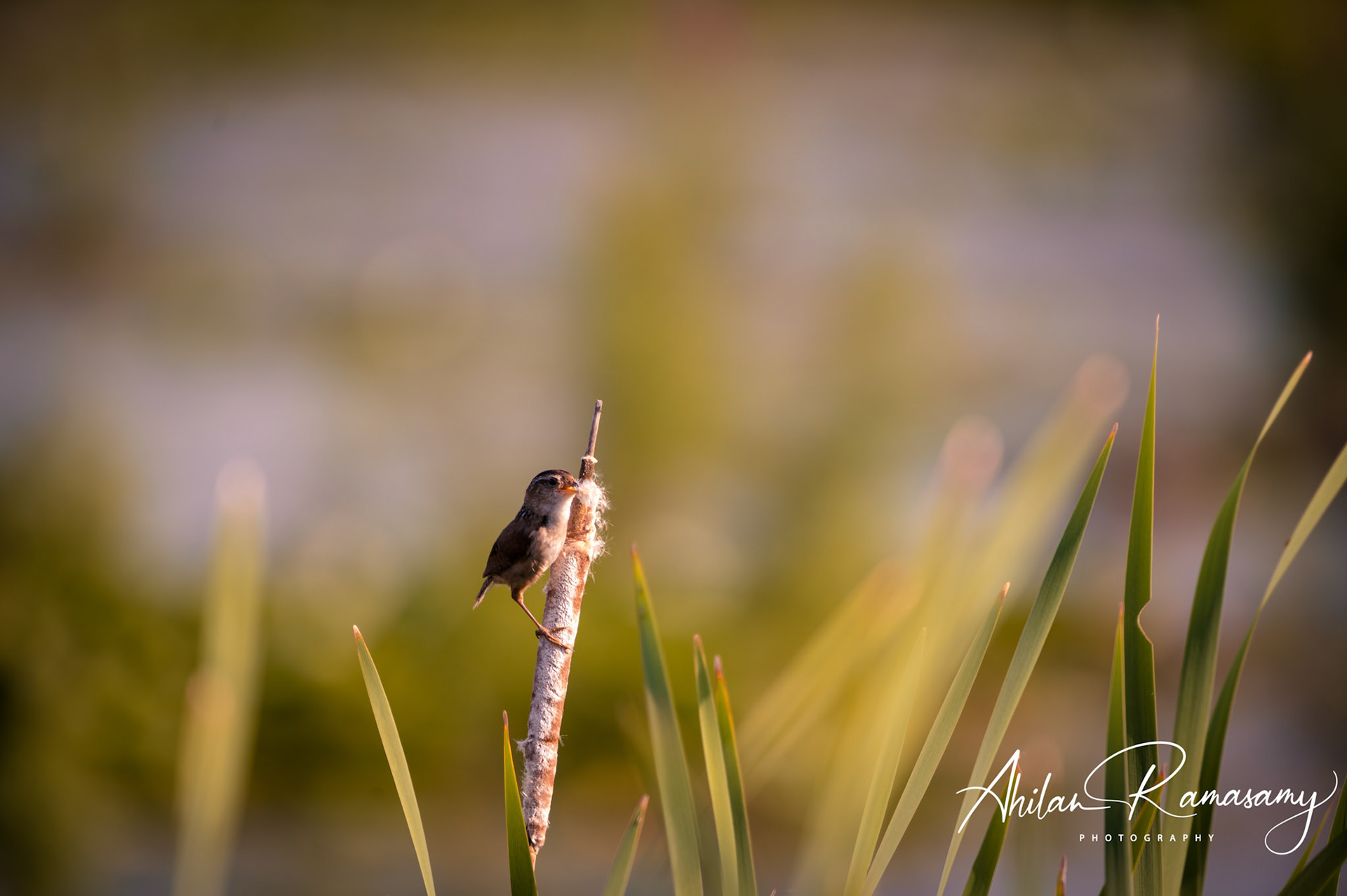 Marsh Wren