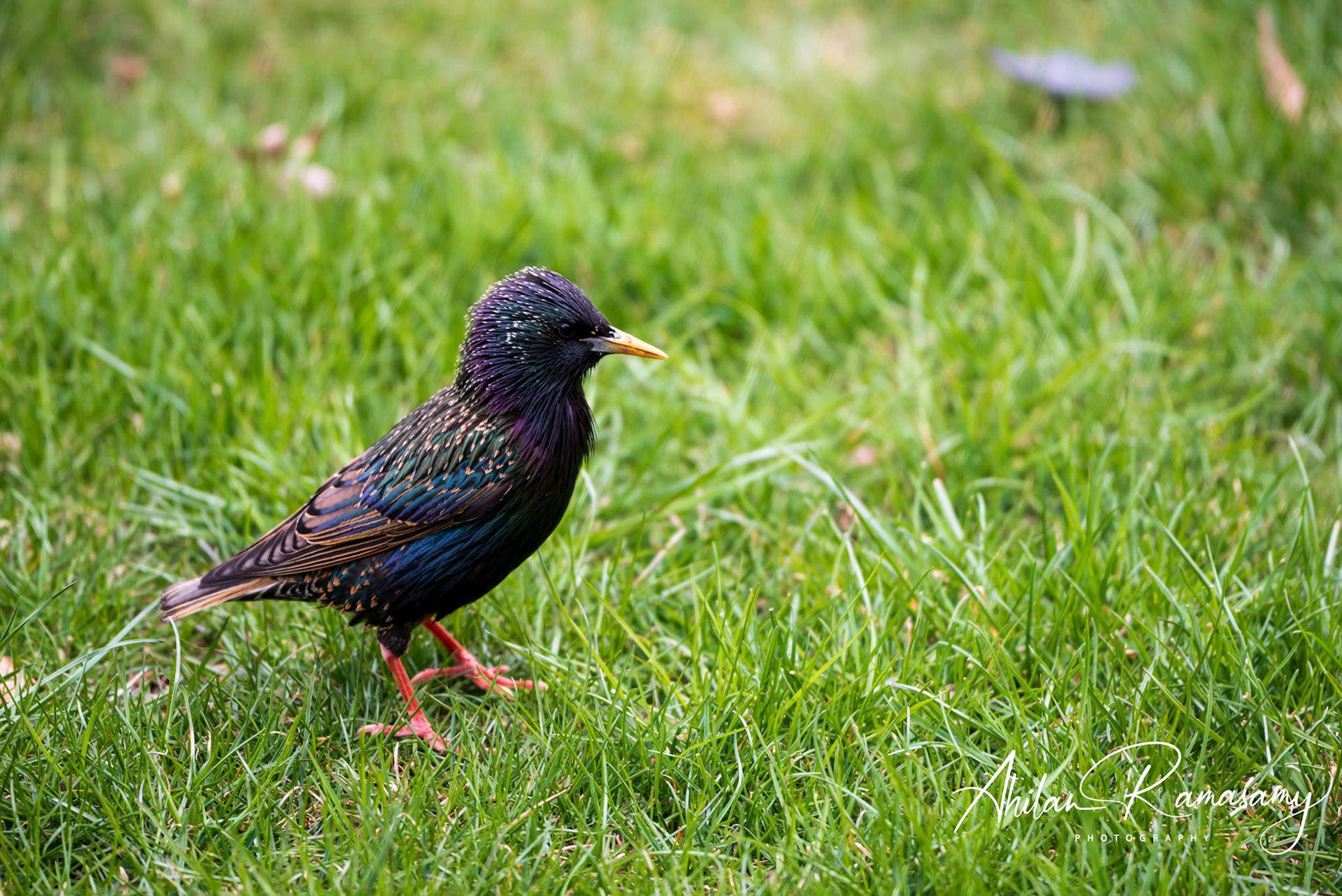 Starling