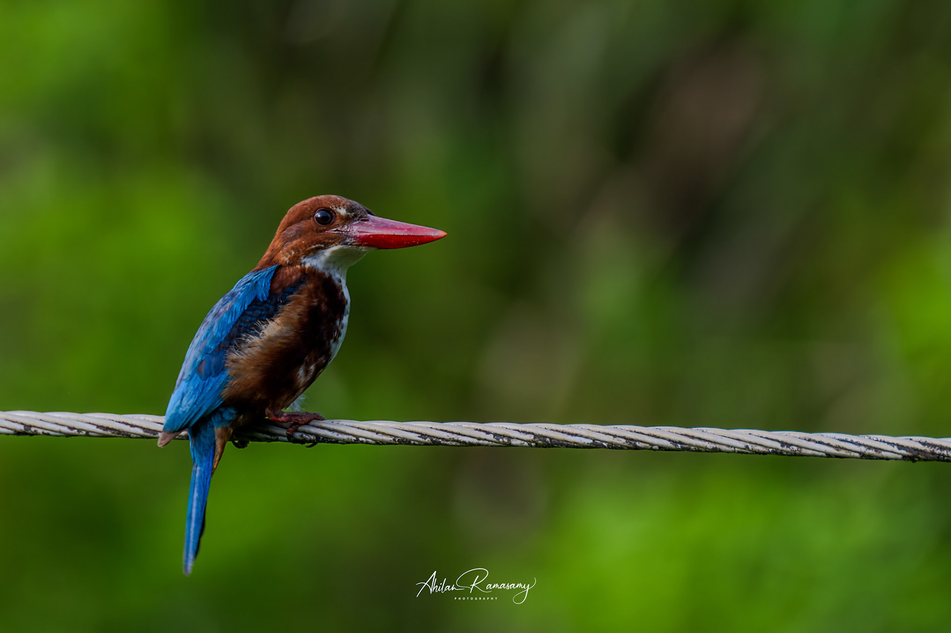 White-breasted Kingfisher