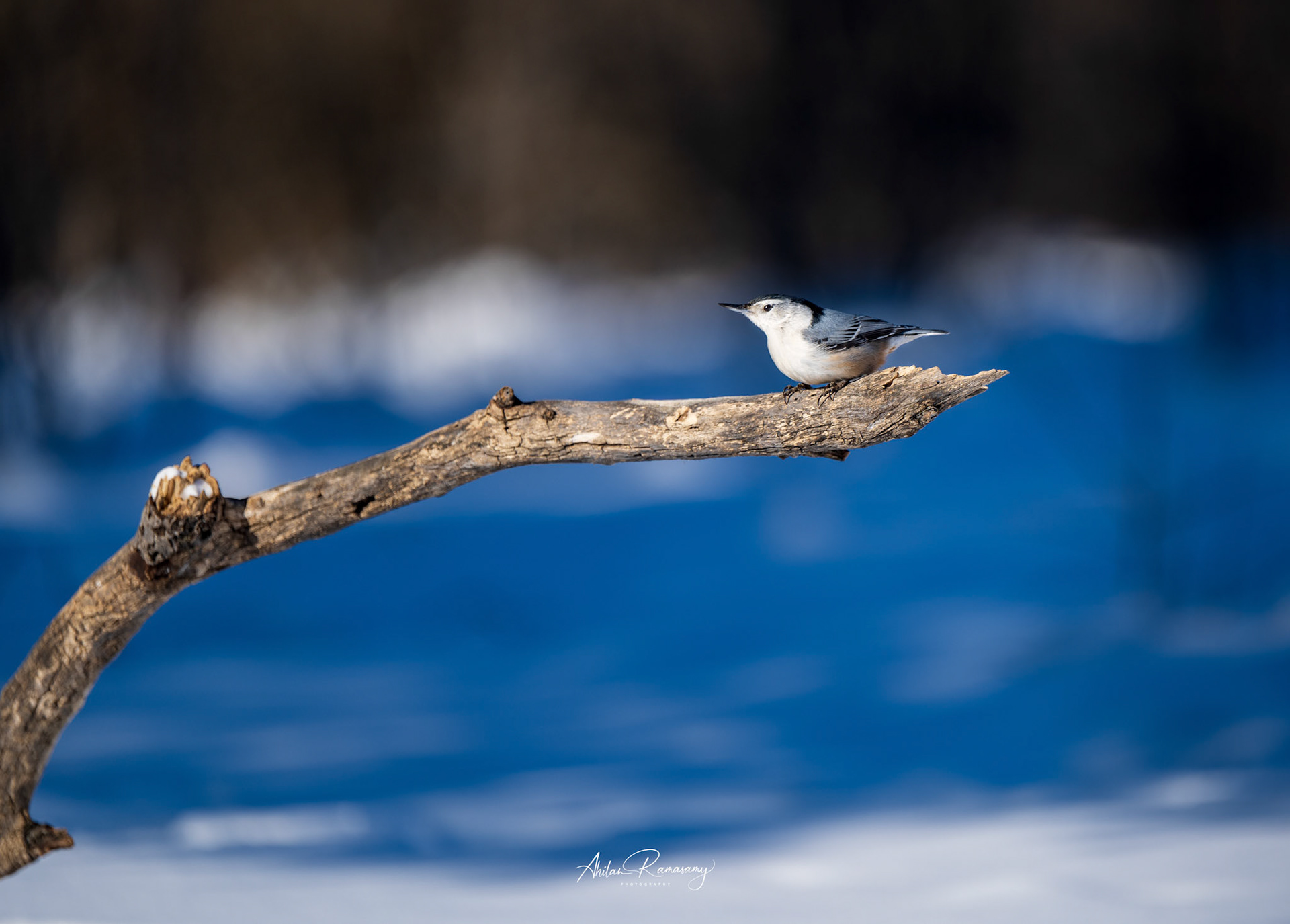 White-breasted nuthatch