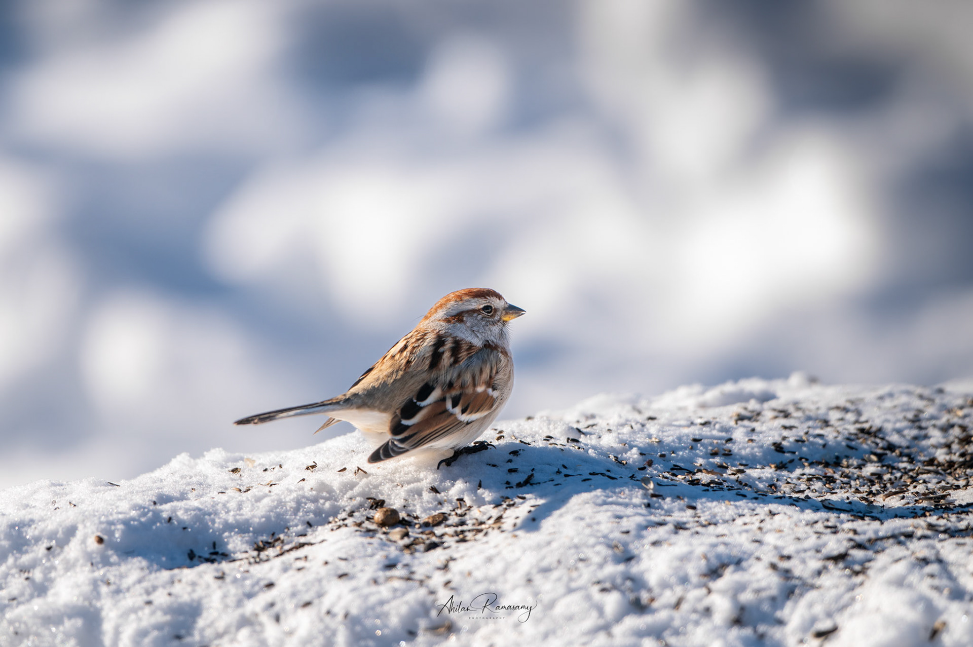 American Tree Sparrow